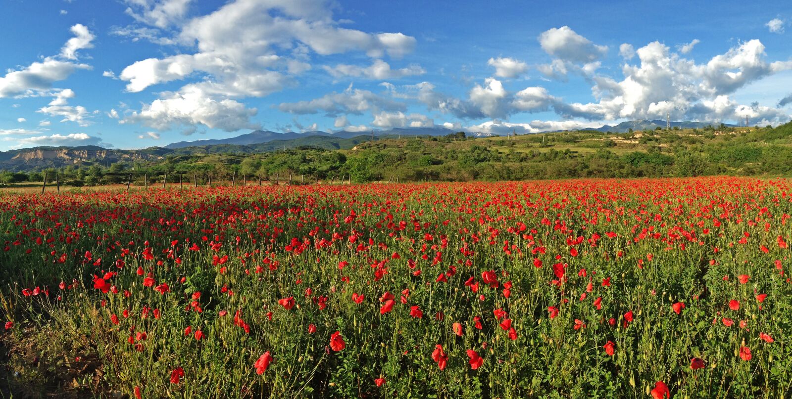 iPhone 5 back camera 4.12mm f/2.4 sample photo. Poppies, poppy, field photography