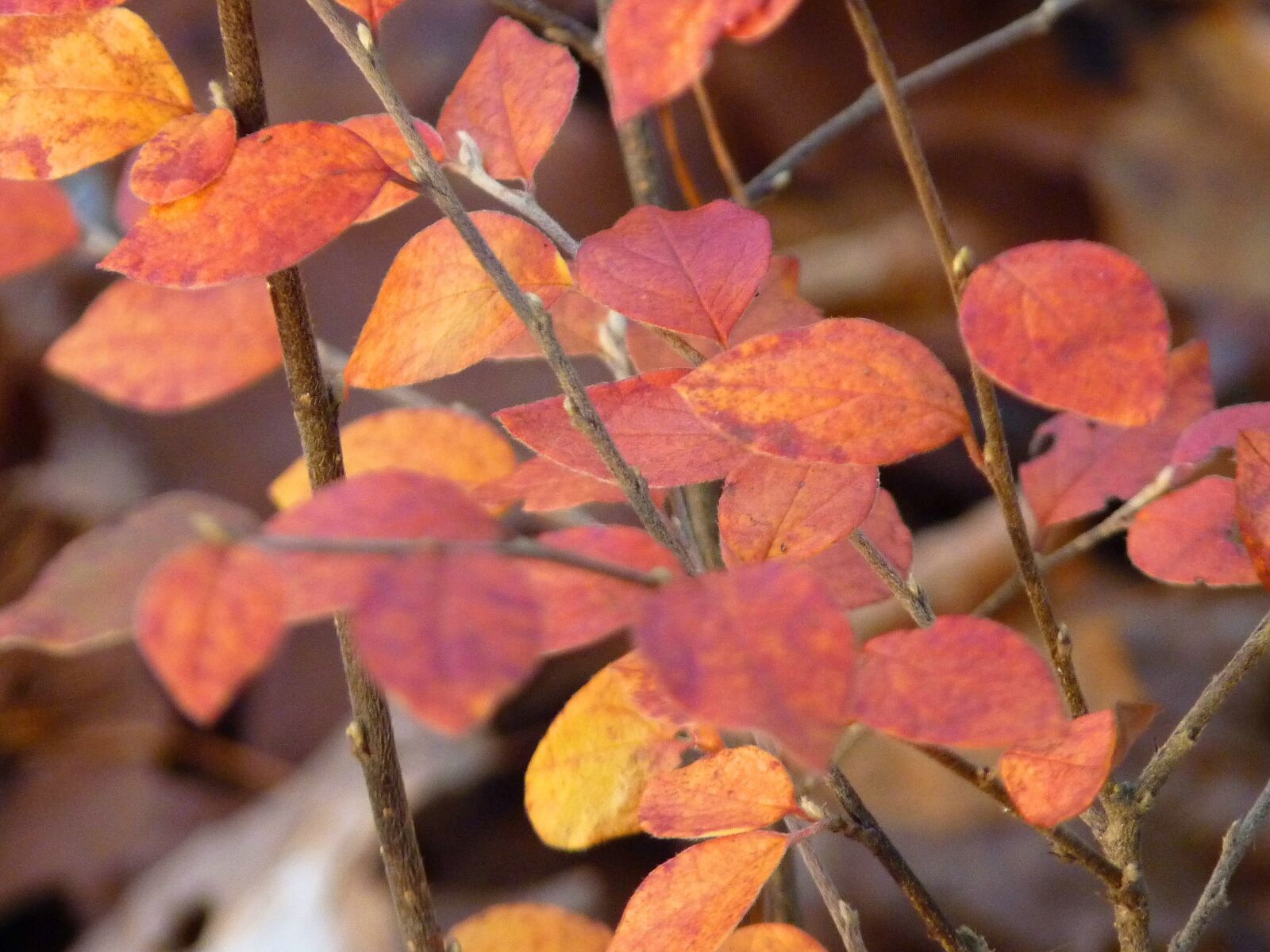 Panasonic Lumix DMC-FZ35 (Lumix DMC-FZ38) sample photo. Autumn, leaves, red photography