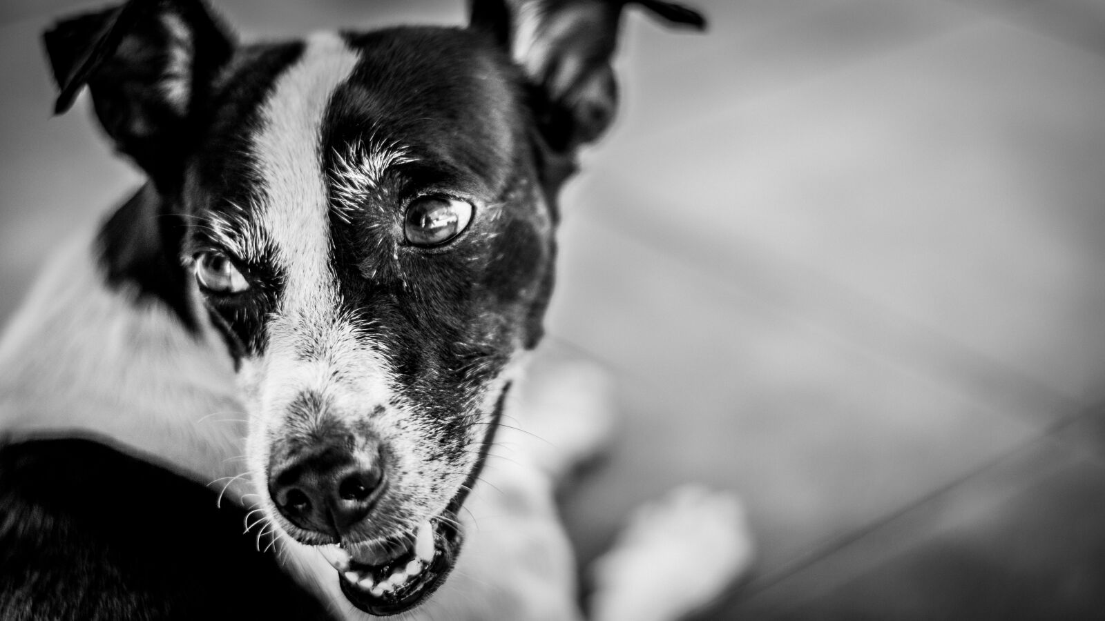Nikon D5300 sample photo. Dog photography