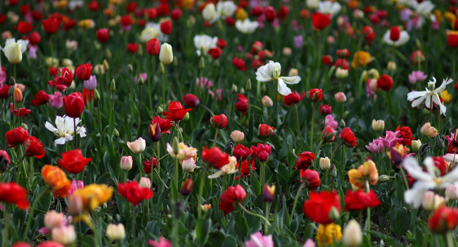 Canon EF 85mm F1.8 USM sample photo. Tulips, flowers, plants photography