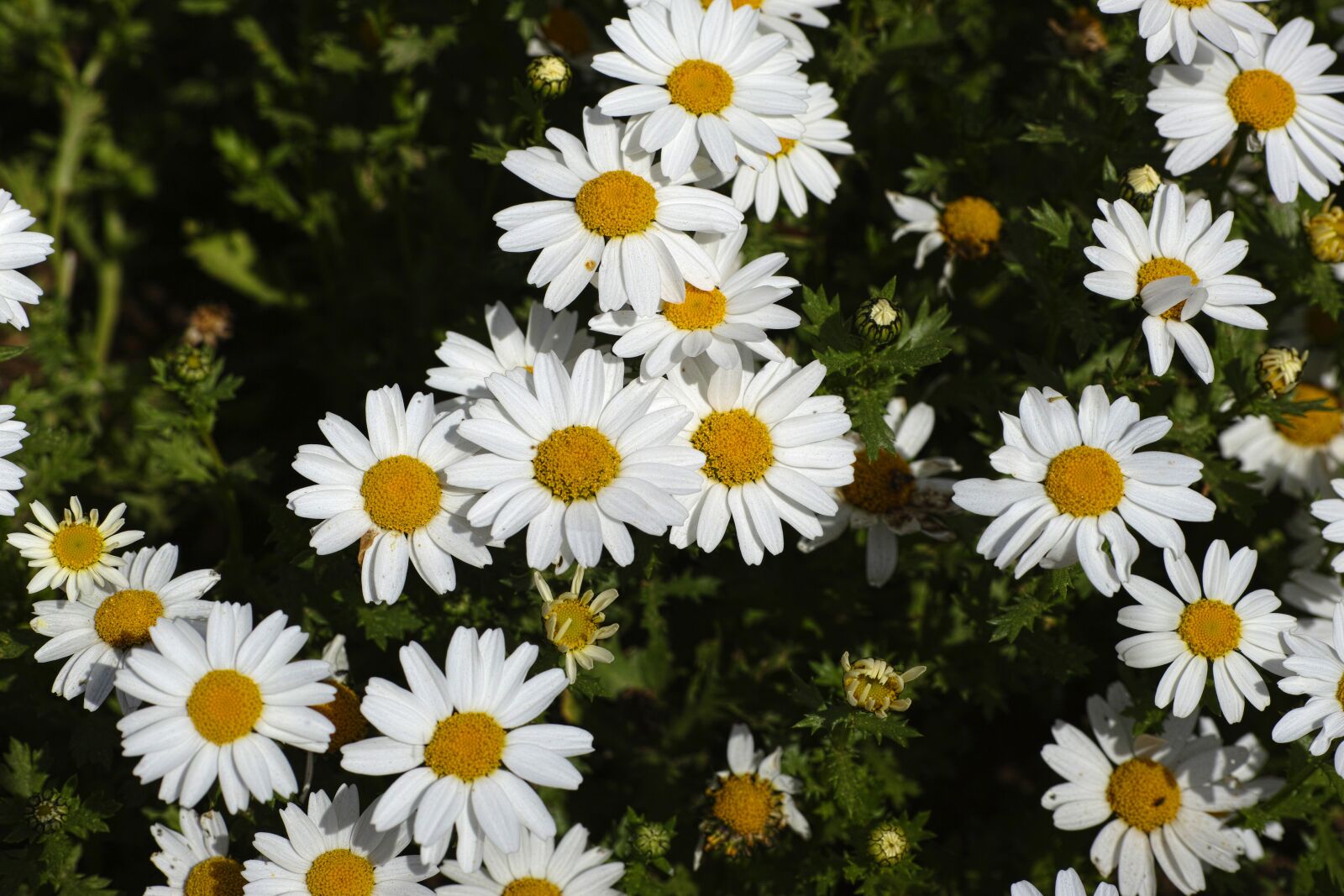 Sigma DP3 Merrill sample photo. Daisy, flower, spring photography