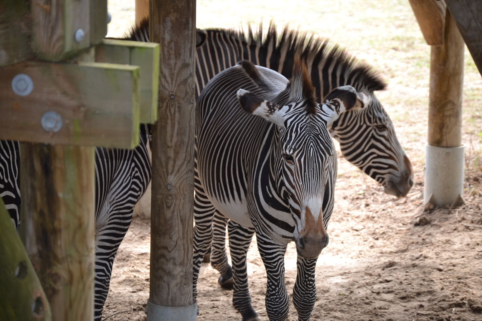 Nikon D3100 sample photo. Zebra, africa, vacancy photography