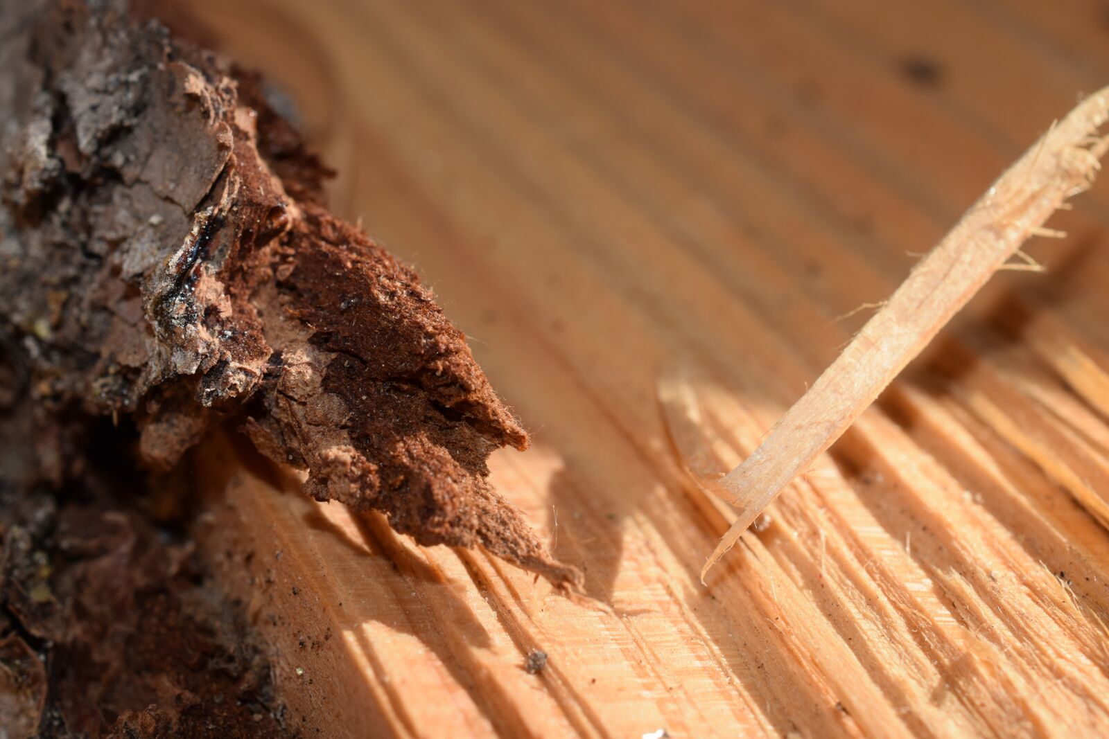 Nikon D3300 sample photo. Wood, bark, woodworking photography