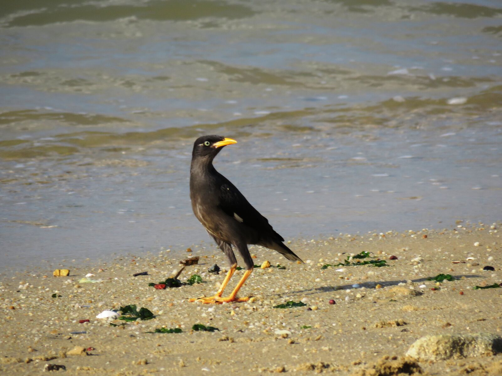 Canon PowerShot SX60 HS sample photo. Minah, bird, beach photography