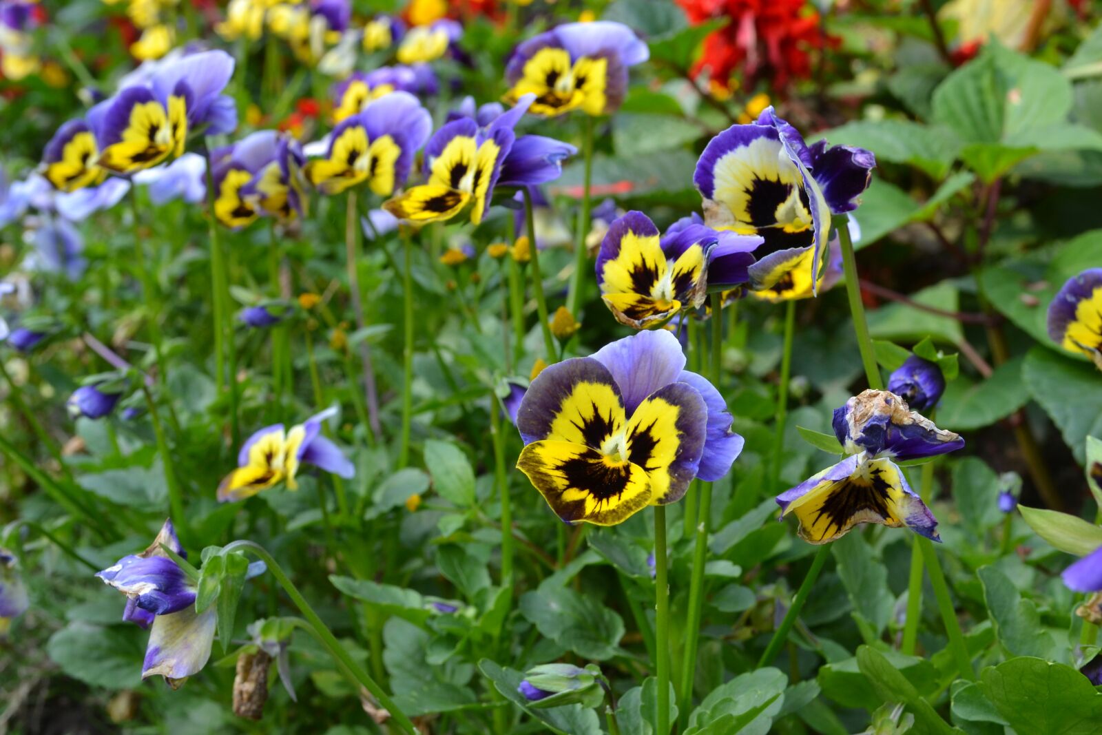 Nikon D3100 sample photo. Purple yellow flowers, guandu photography