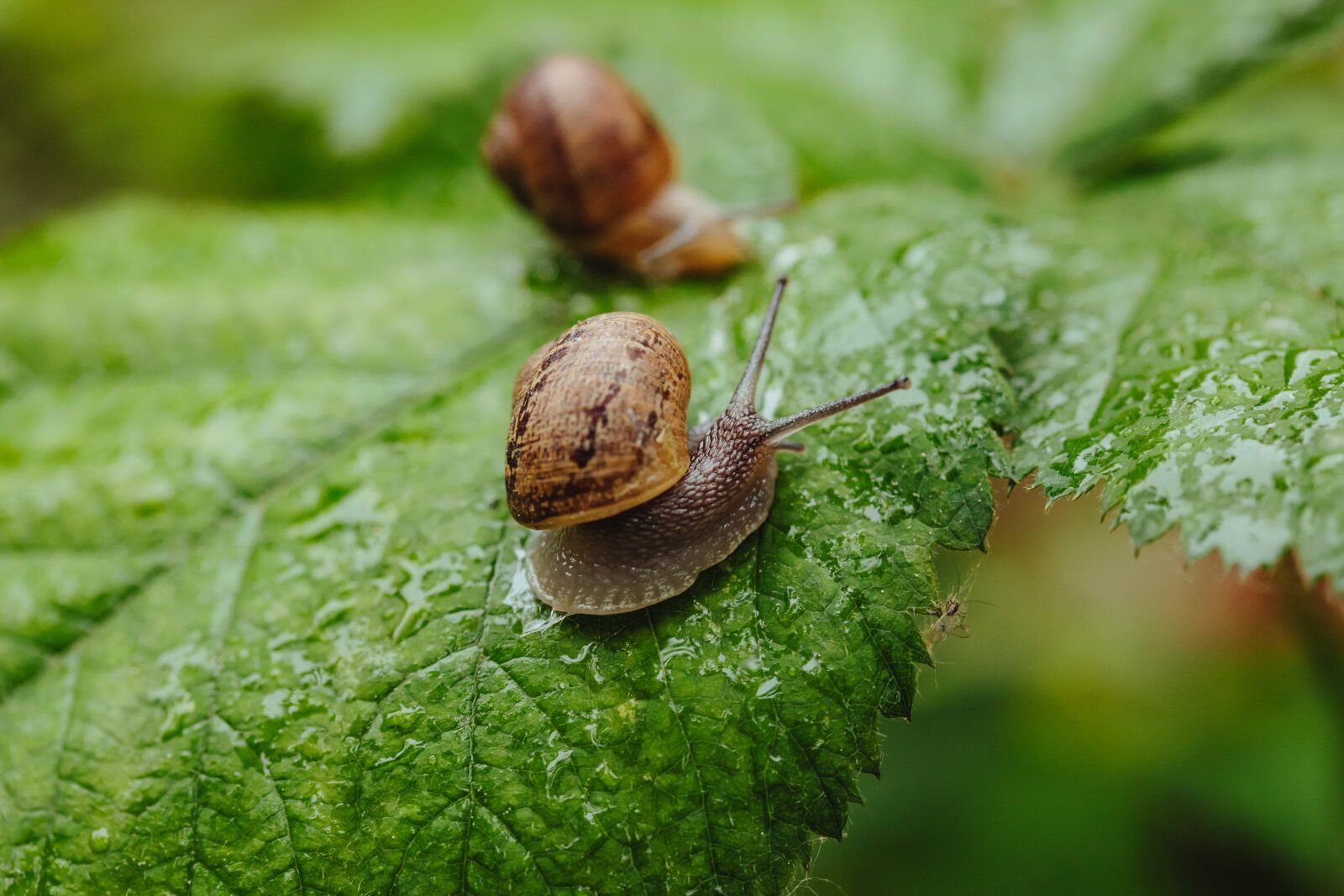 Canon EF 100mm F2.8 Macro USM sample photo. Pair, snails, snail, invertebrate photography
