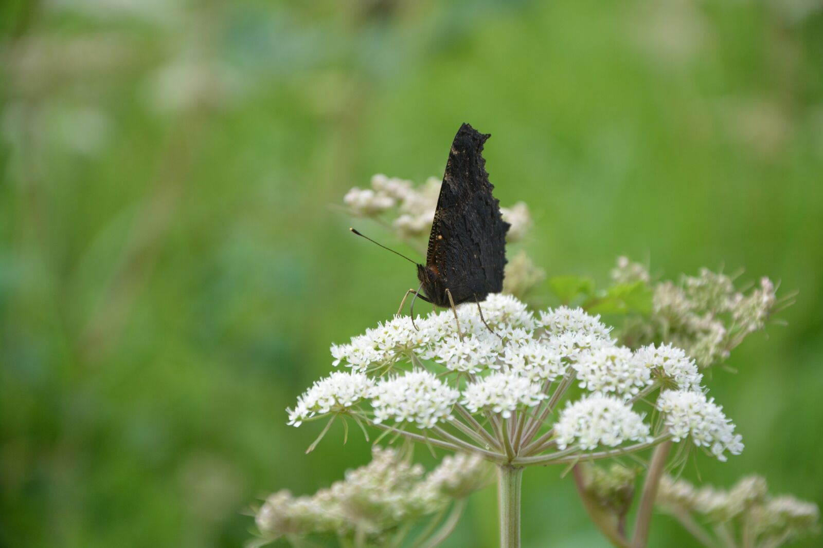 Nikon D5200 sample photo. Butterfly, wings closed, hemlock photography