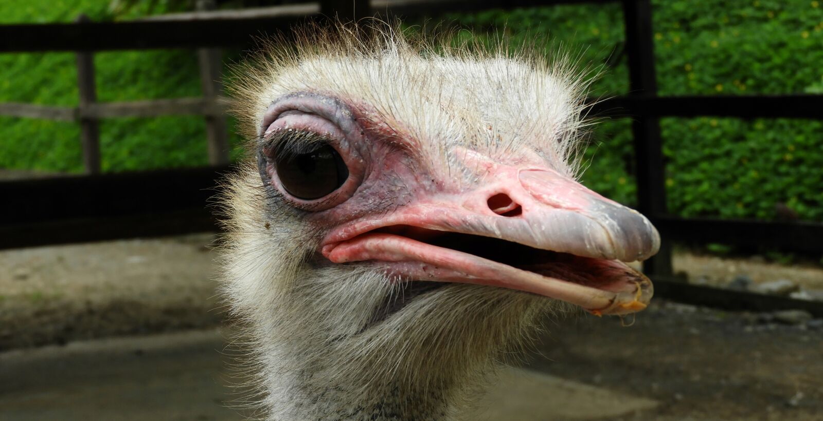 Nikon Coolpix B700 sample photo. Nature, animal, ostrich photography