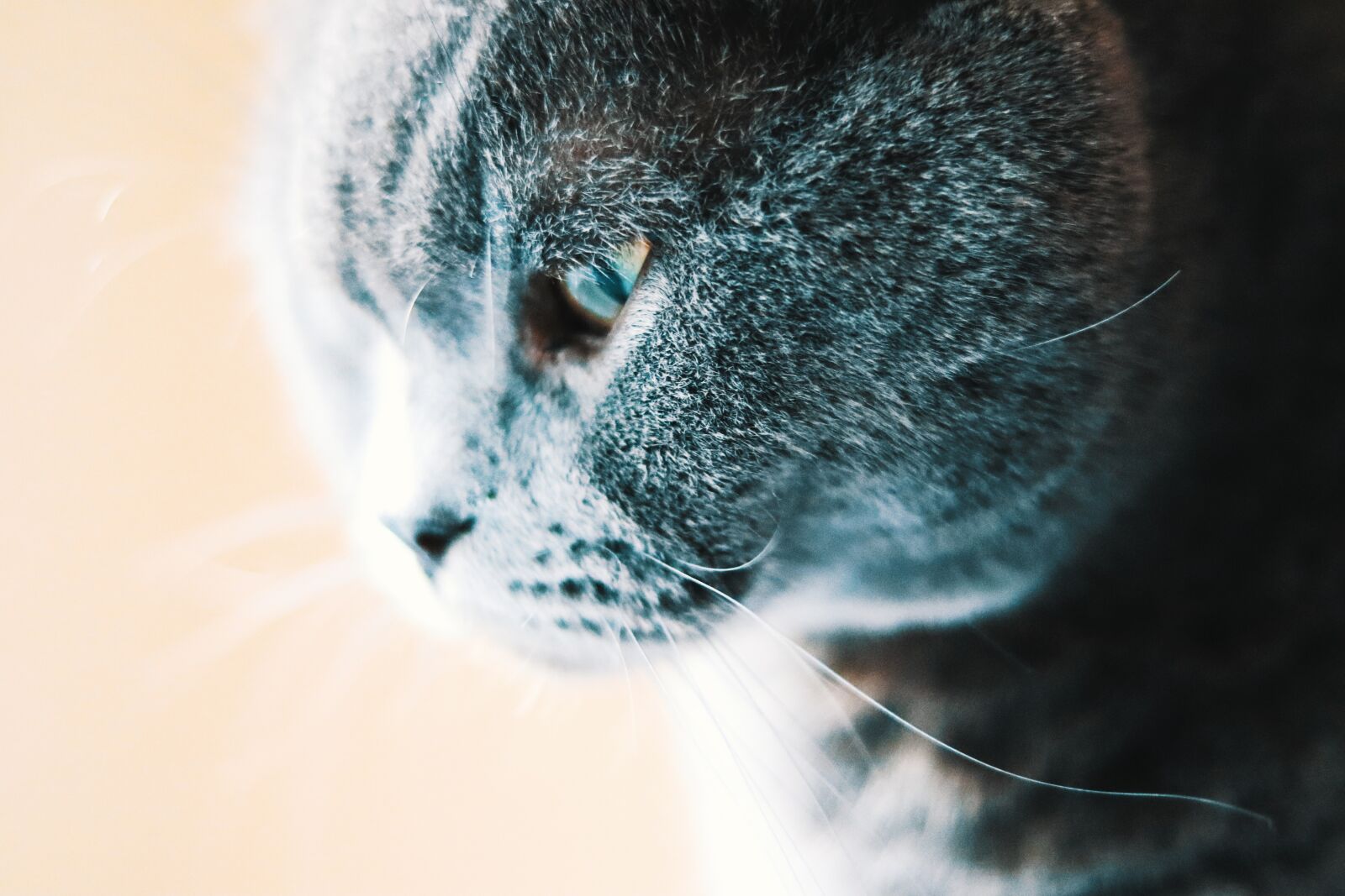 Canon EOS 200D (EOS Rebel SL2 / EOS Kiss X9) + Canon EF 50mm F1.8 STM sample photo. Cat, british, scottish photography