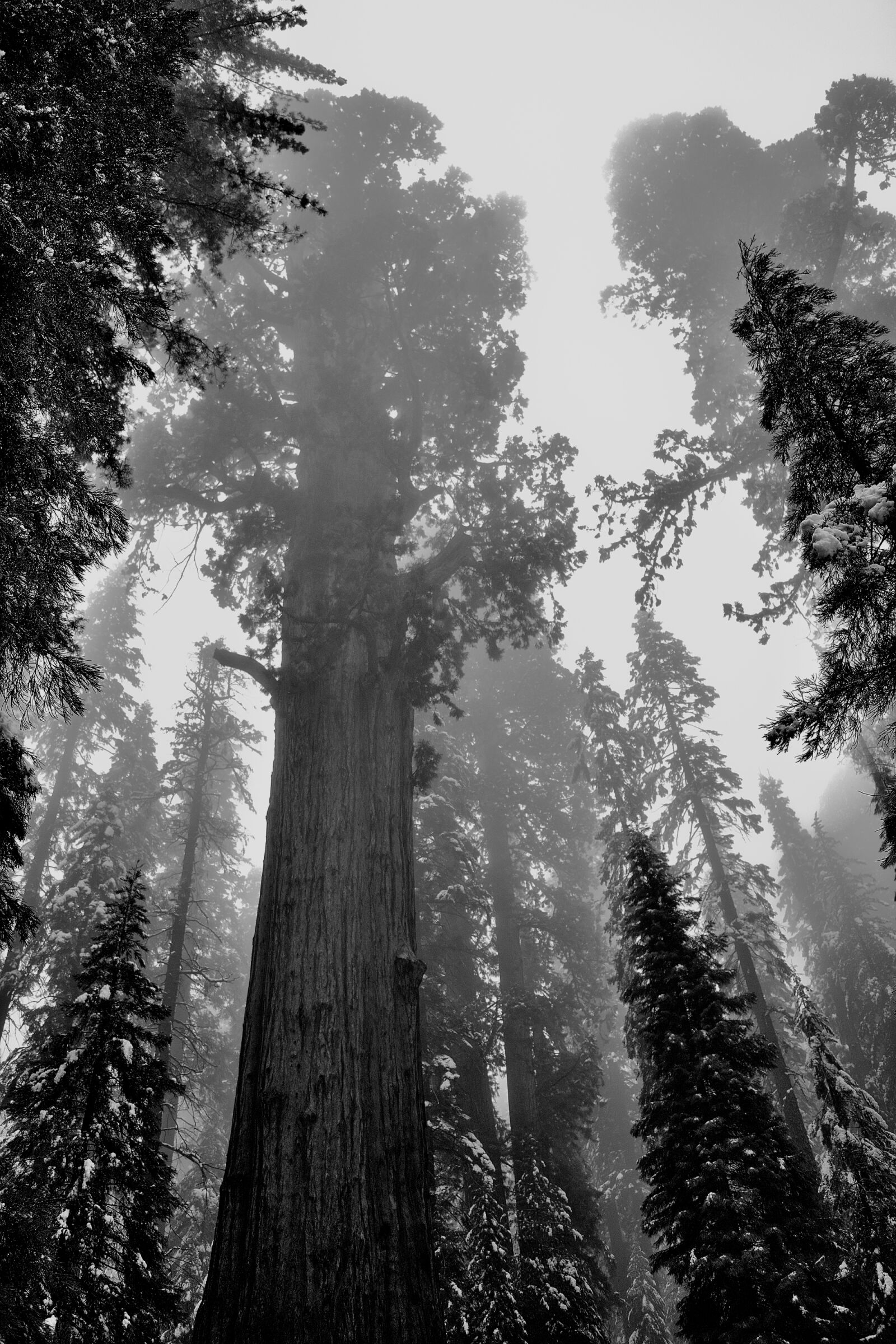 Nikon D3300 sample photo. Sequoias photography