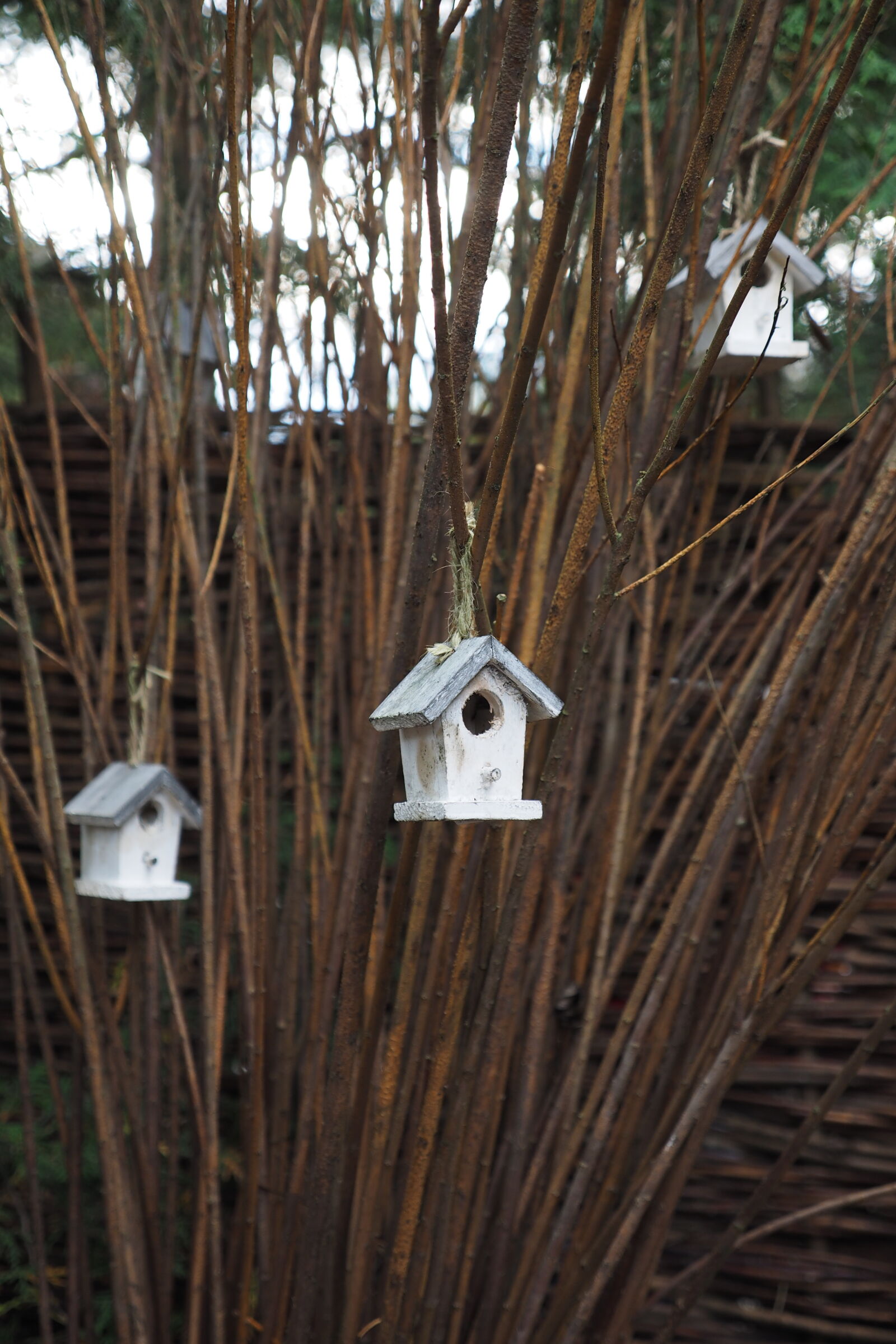 Olympus OM-D E-M1 sample photo. Small birdhouses at the photography