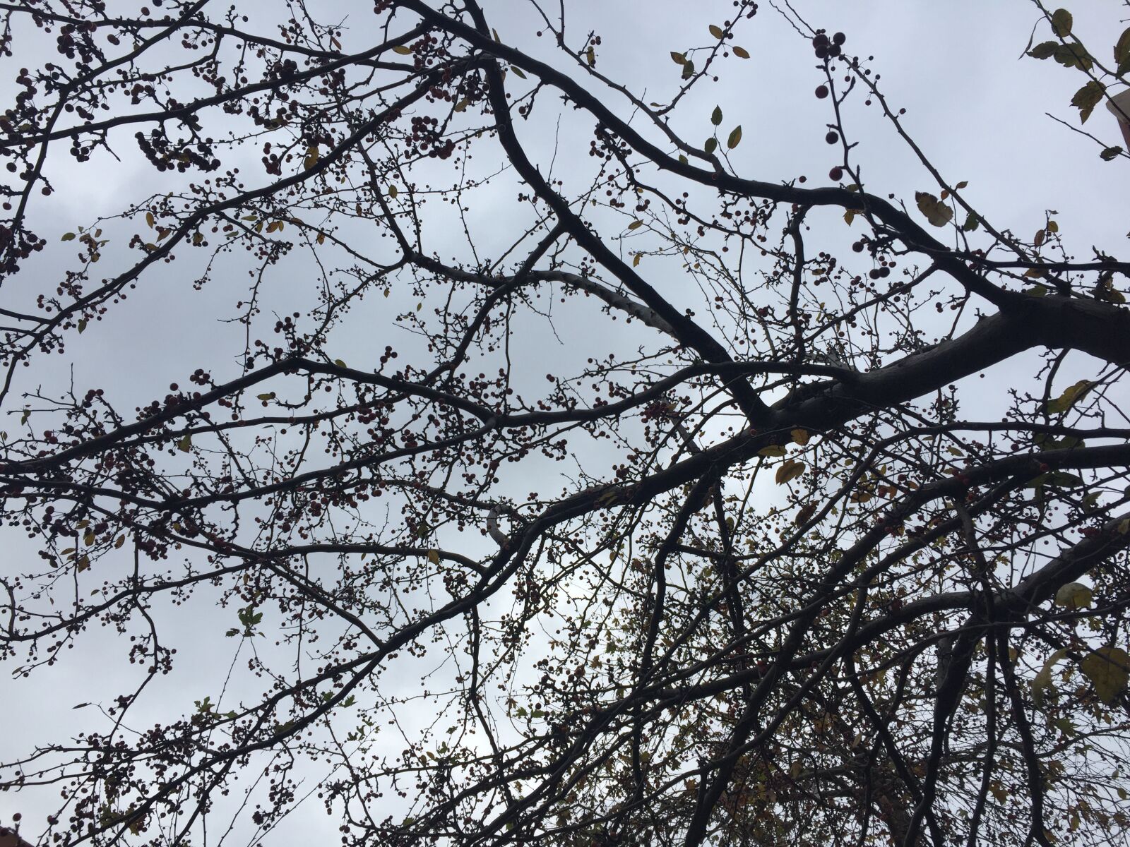 iPhone 6 back camera 4.15mm f/2.2 sample photo. Tree, sky, nature photography