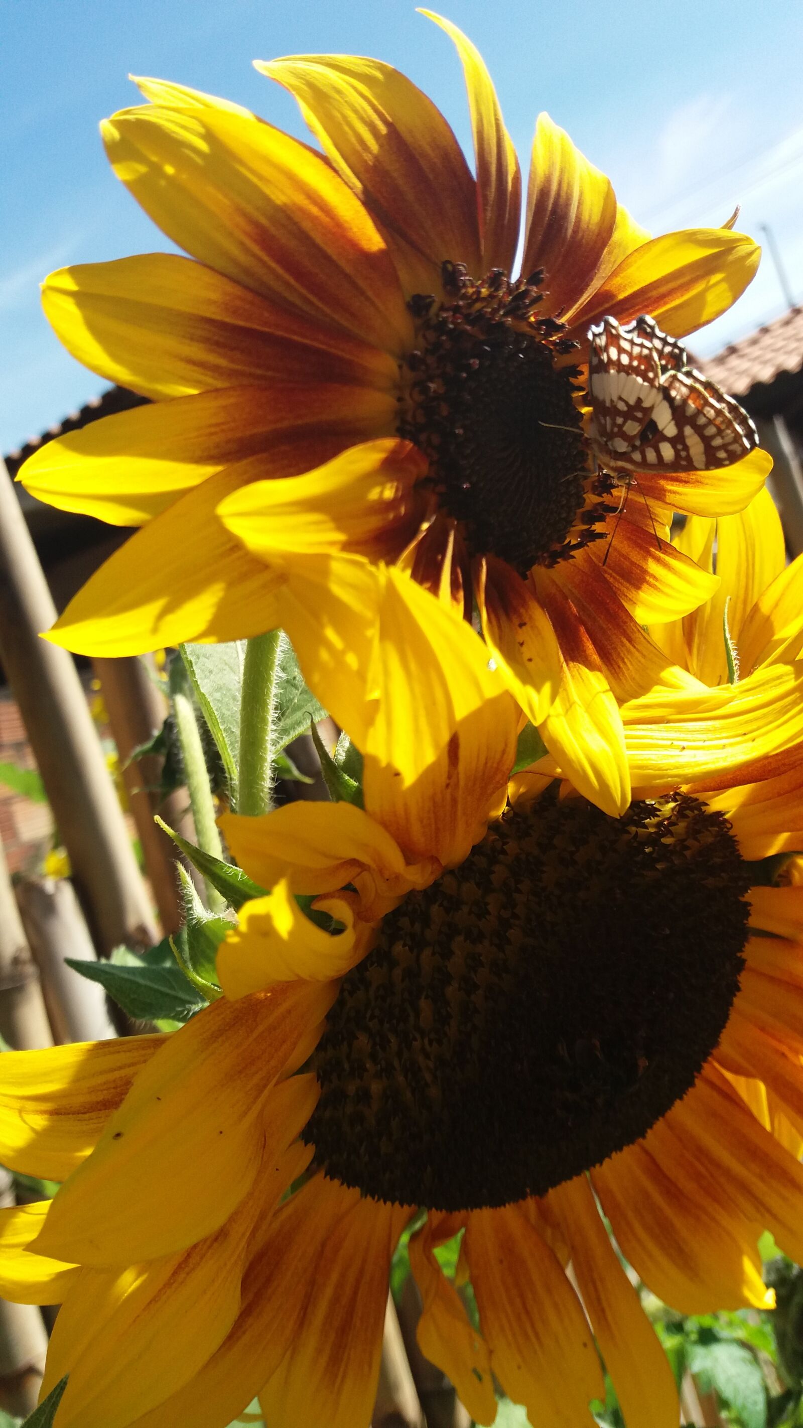 Samsung Galaxy J5 sample photo. Flor, girassol, jardim photography