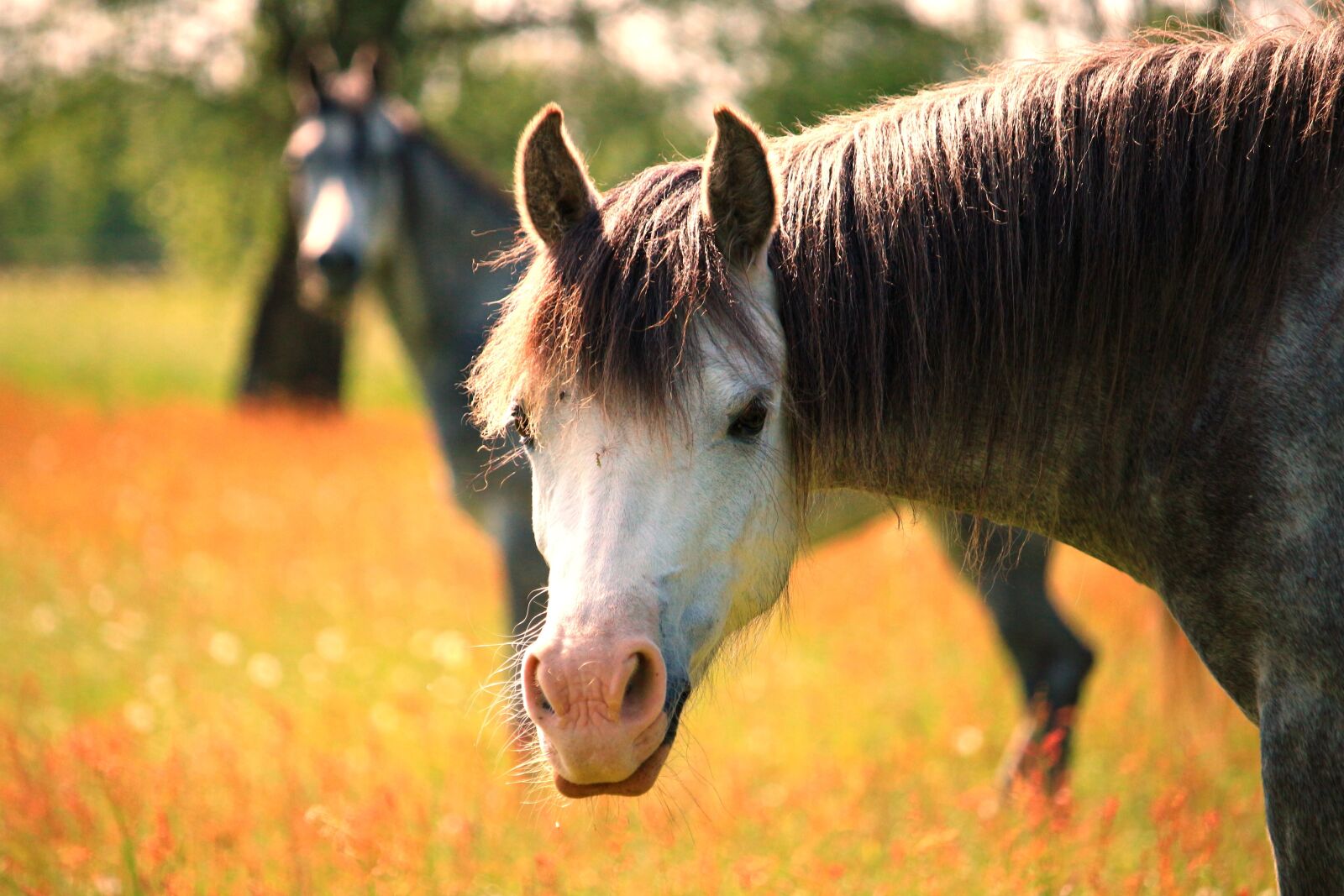 Canon EOS 100D (EOS Rebel SL1 / EOS Kiss X7) sample photo. Pony, welsh, arabs photography