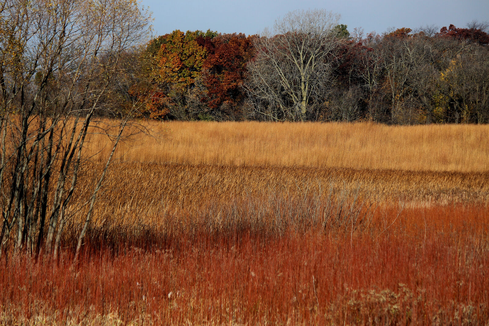 Canon EF-S 55-250mm F4-5.6 IS II sample photo. Autumn, colours, field, nature photography