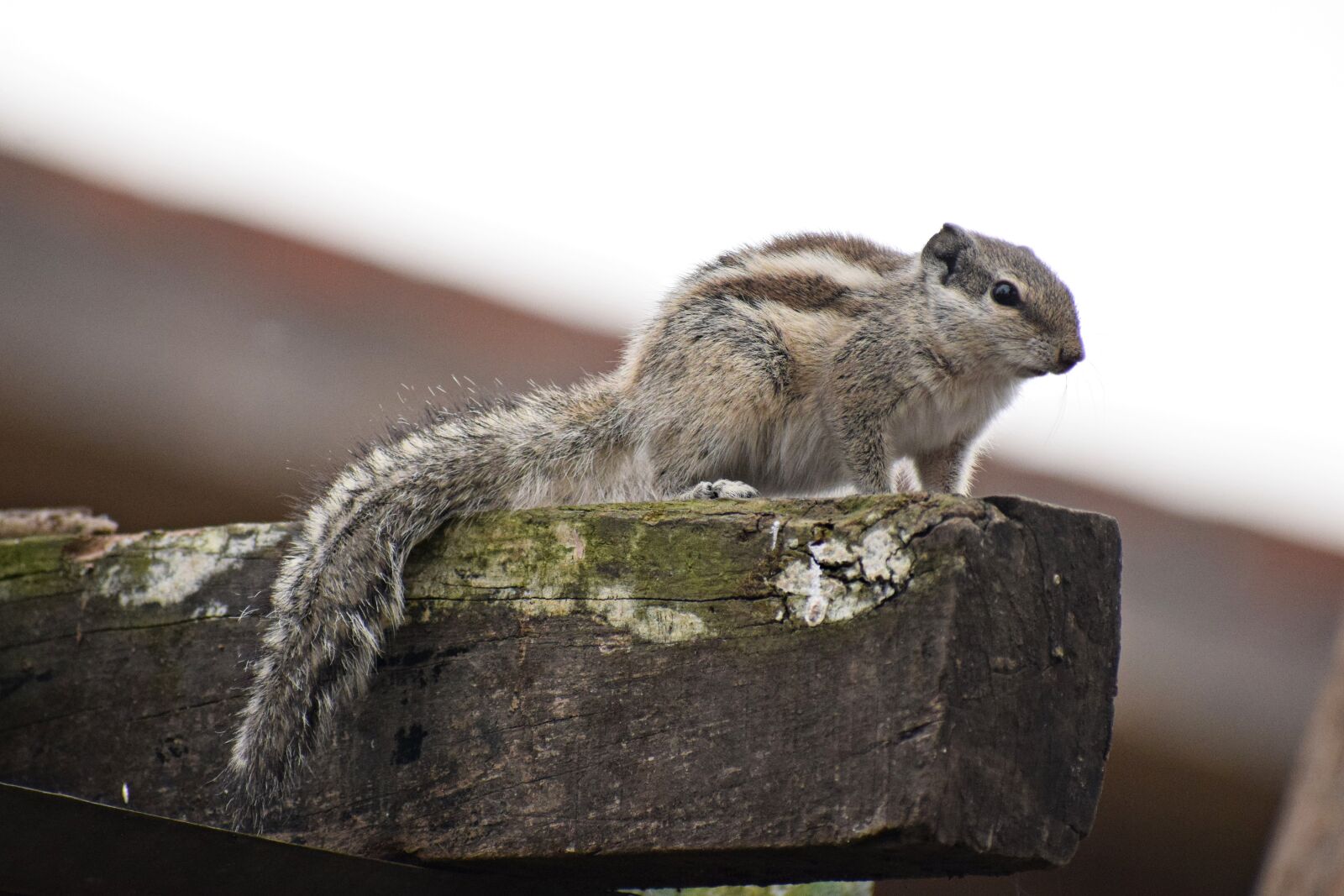 Nikon D3300 sample photo. Squirrel, animal, nature photography