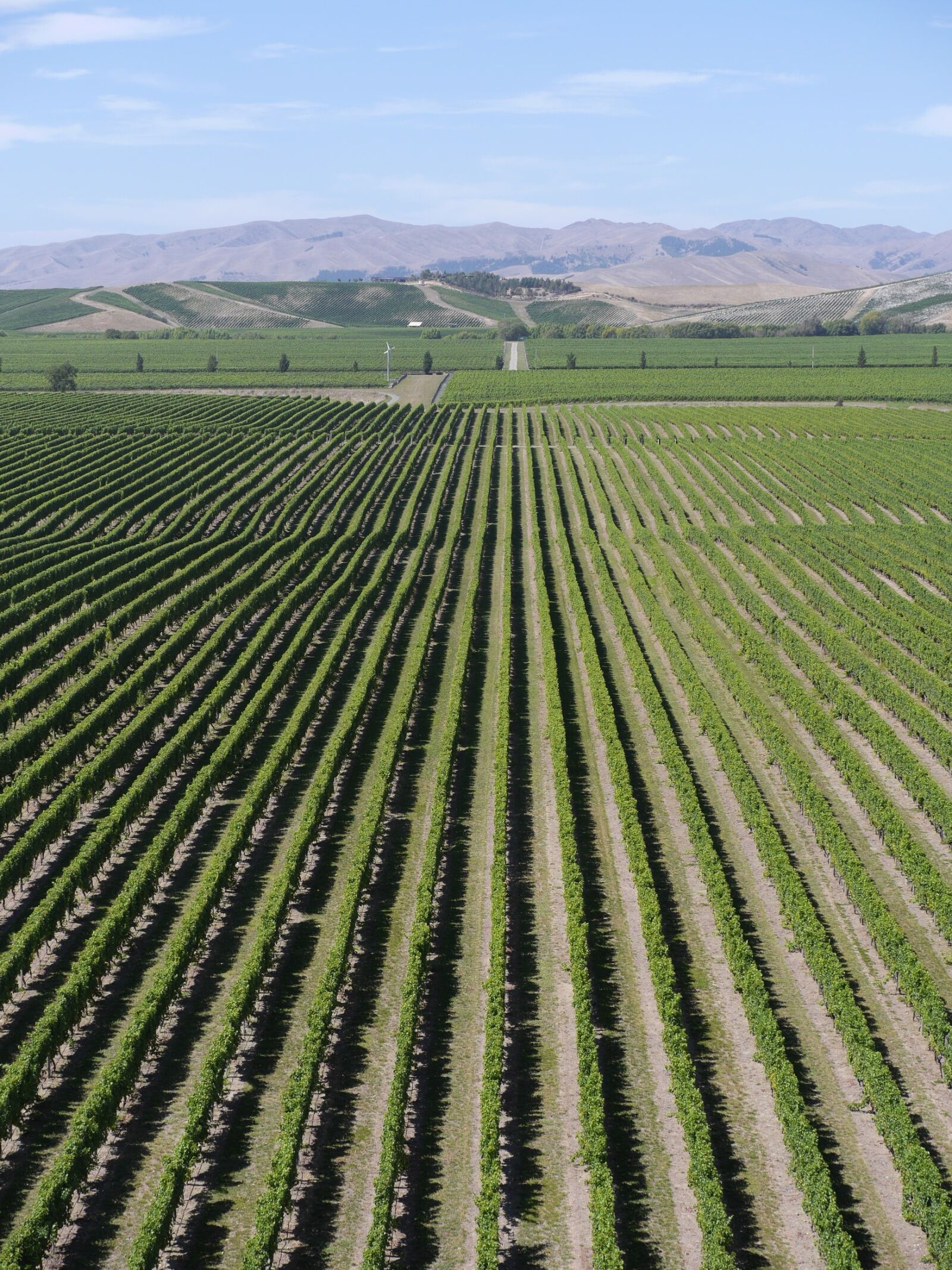 Panasonic Lumix DMC-GH3 sample photo. Wine, new zealand, blenheim photography