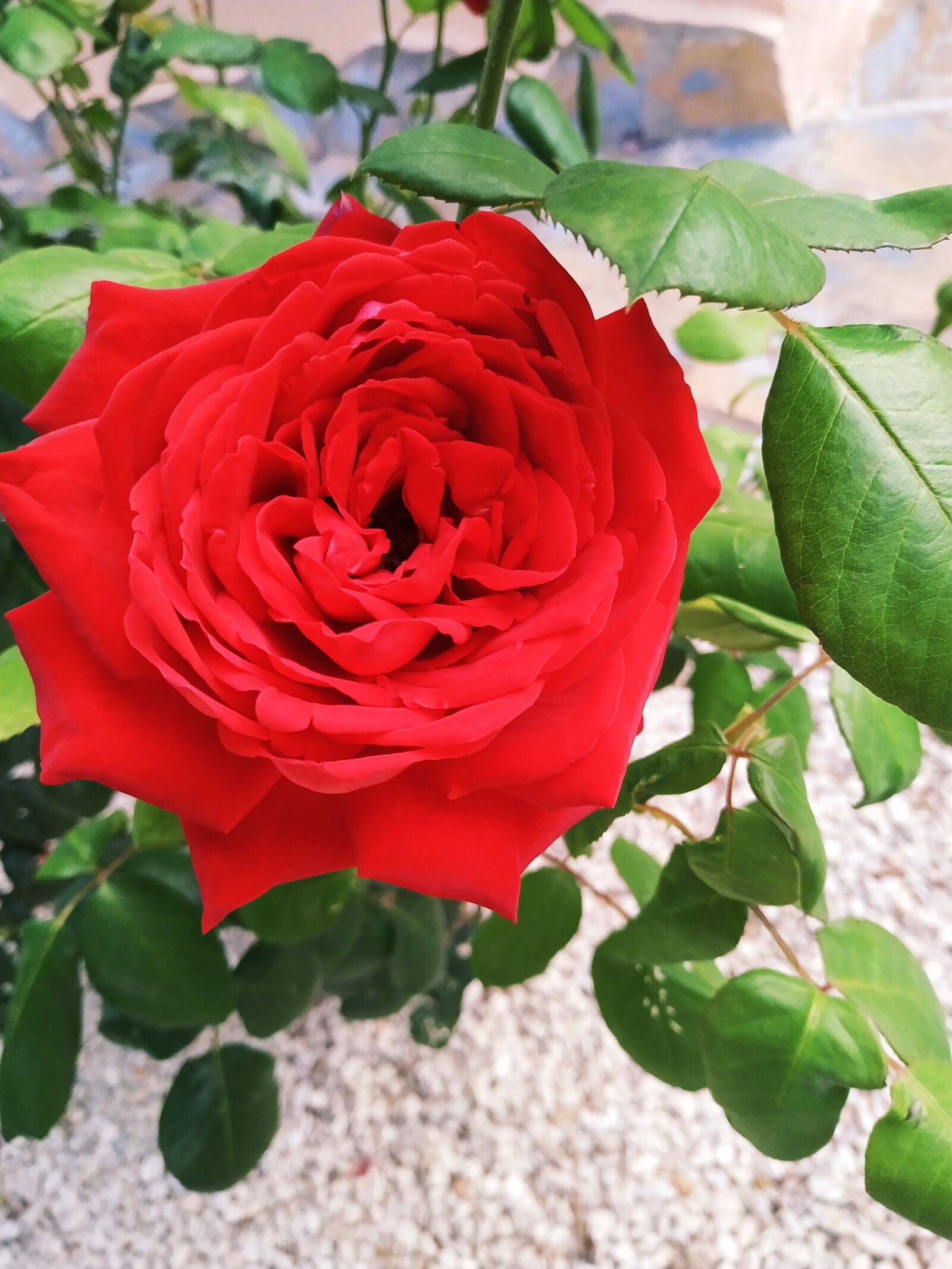 Xiaomi Redmi Note 6 Pro sample photo. Rosa, flower, plant photography