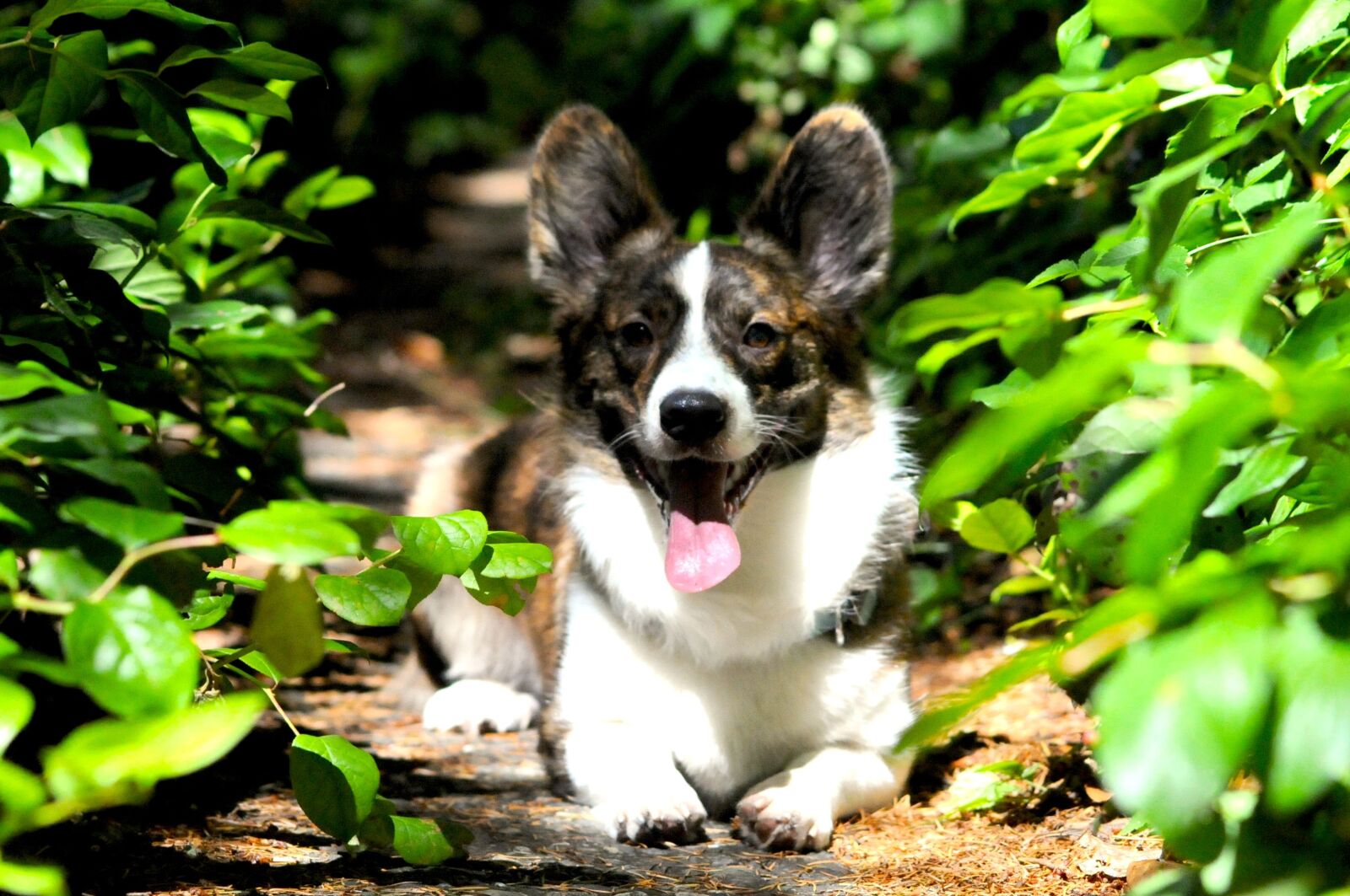 Nikon D300 sample photo. Dog, corgi, trail photography