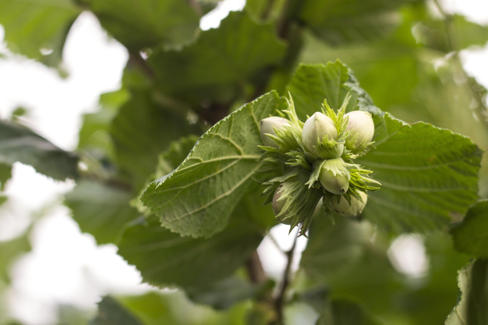 Canon EOS 600D (Rebel EOS T3i / EOS Kiss X5) + Canon EF 50mm F1.8 II sample photo. Hazelnuts, green, wild photography