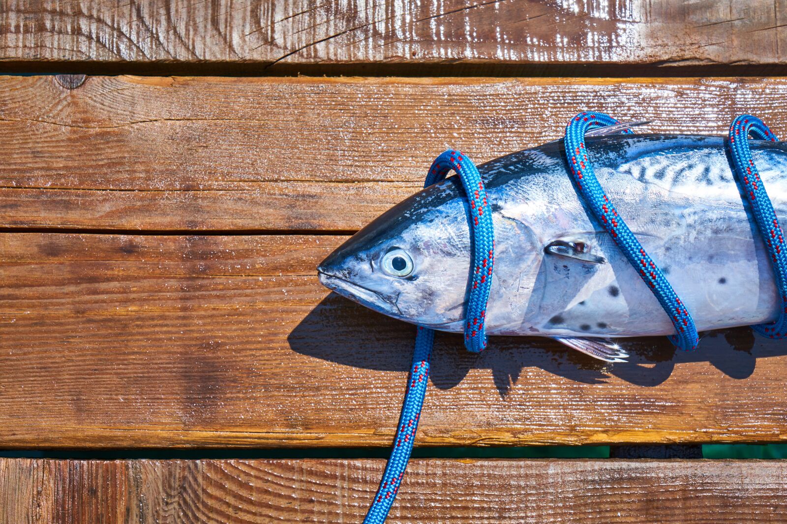 Sony a7R II sample photo. Fish, fresh, catch photography