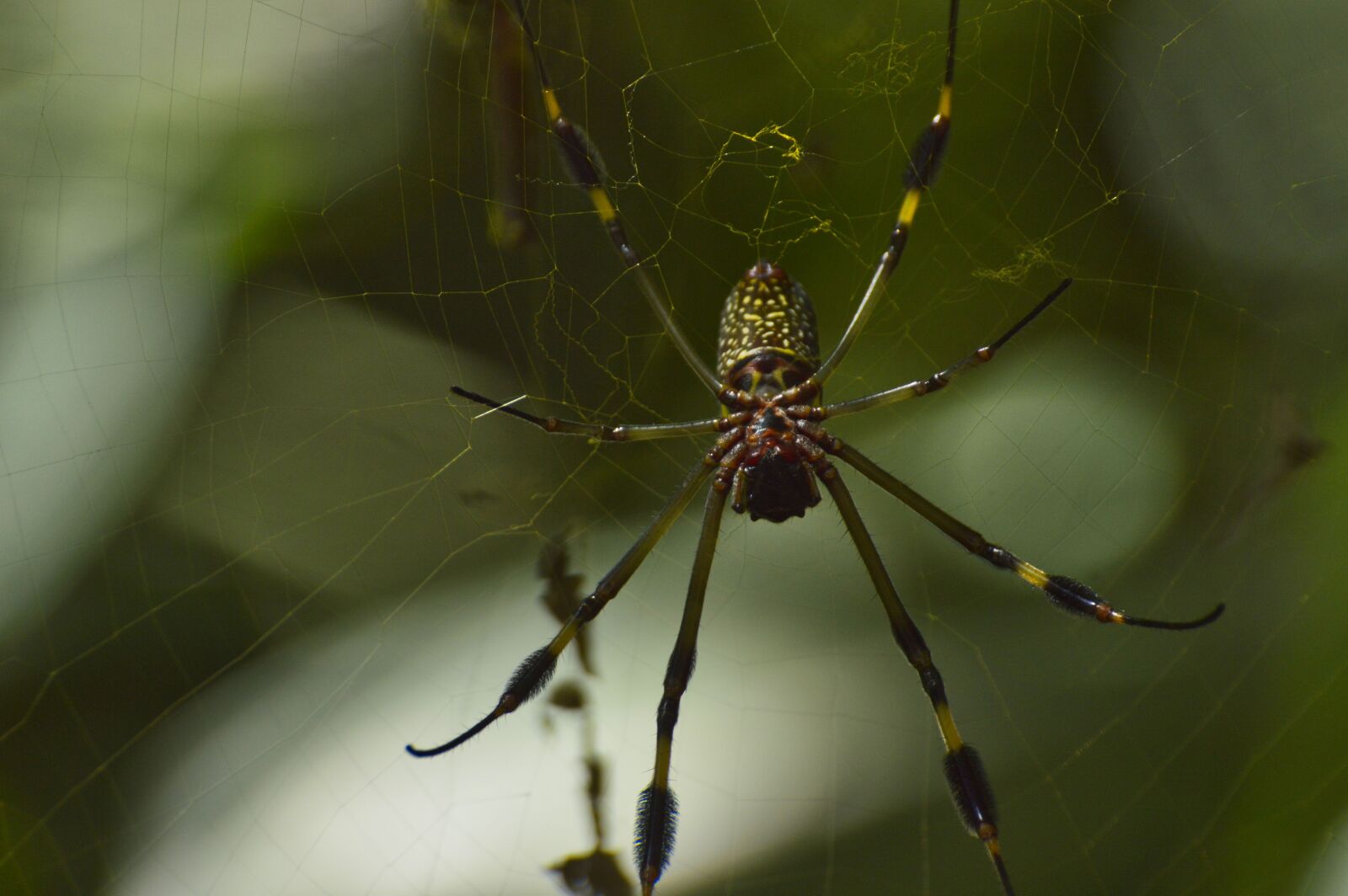 Nikon D3200 sample photo. Spider, costa rica, insects photography