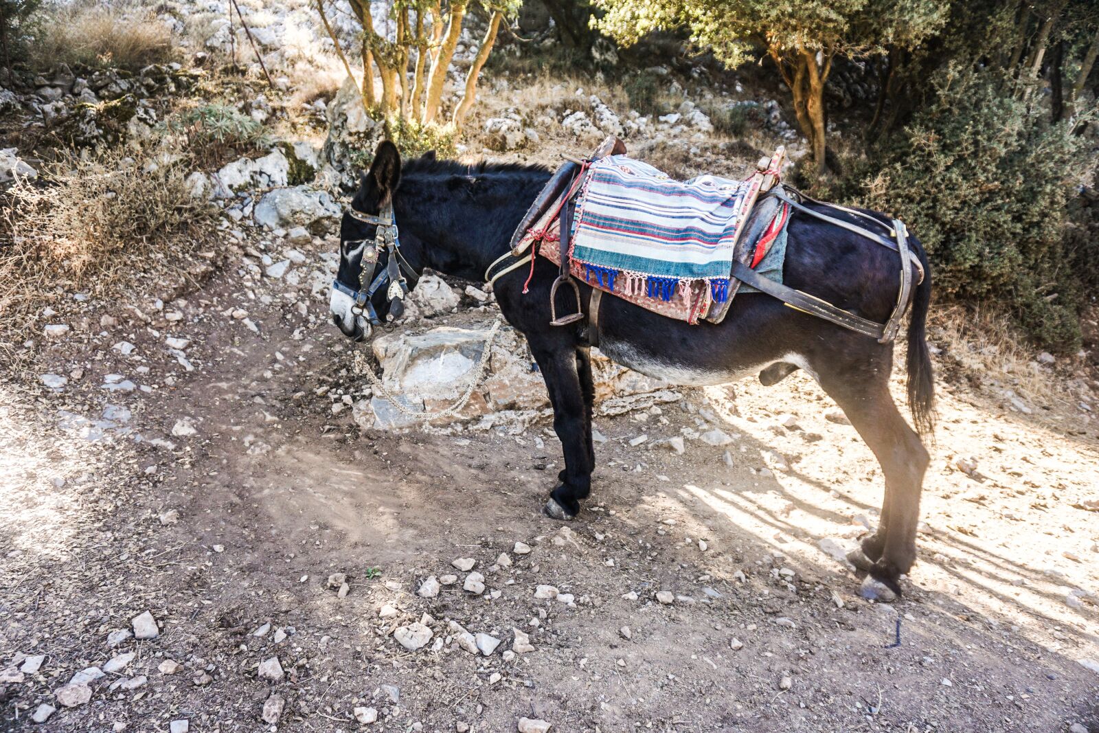 Sony a6000 sample photo. Donkey, greek, greece photography