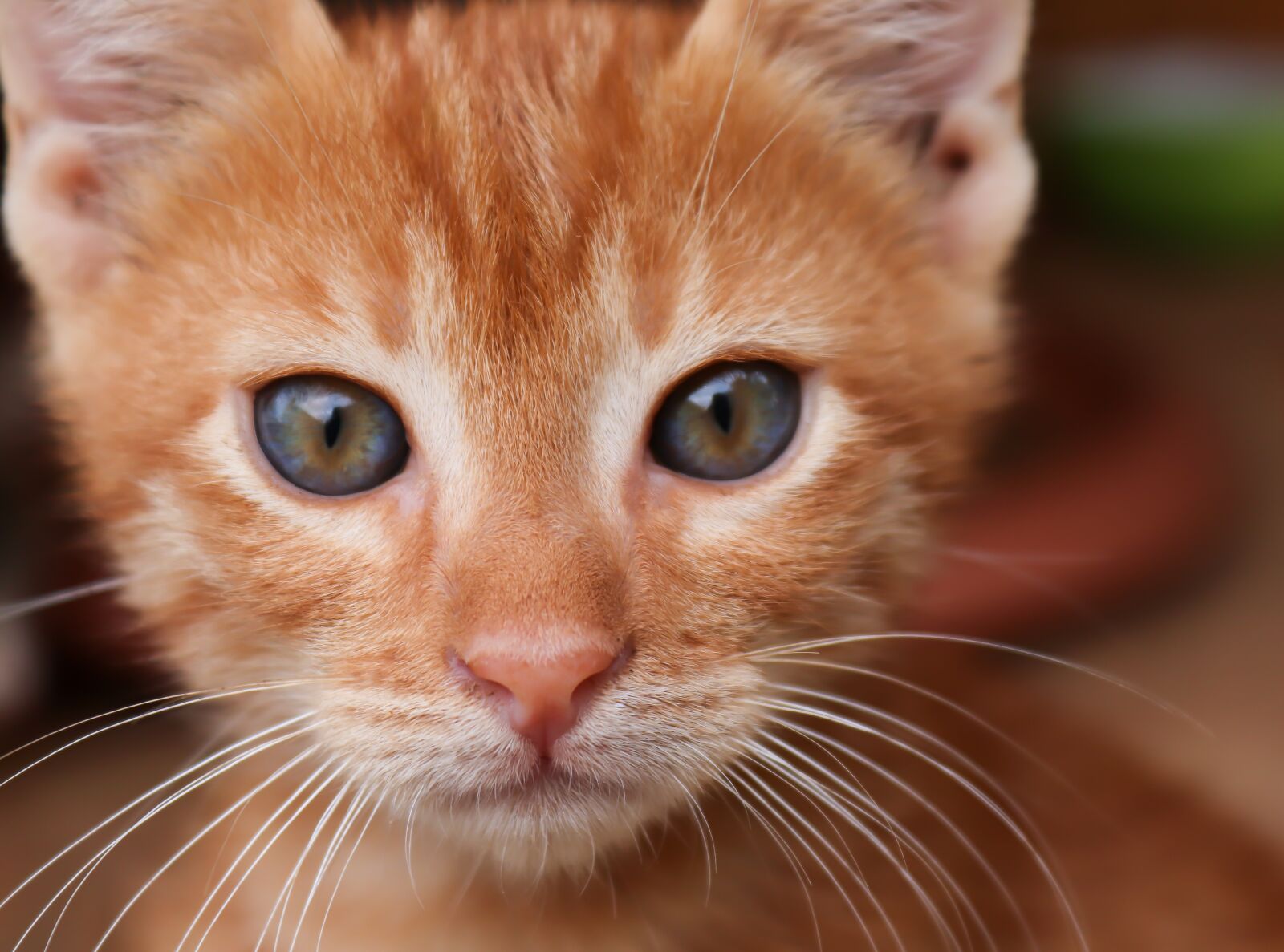 Canon EOS 200D (EOS Rebel SL2 / EOS Kiss X9) sample photo. Cat, red, small photography