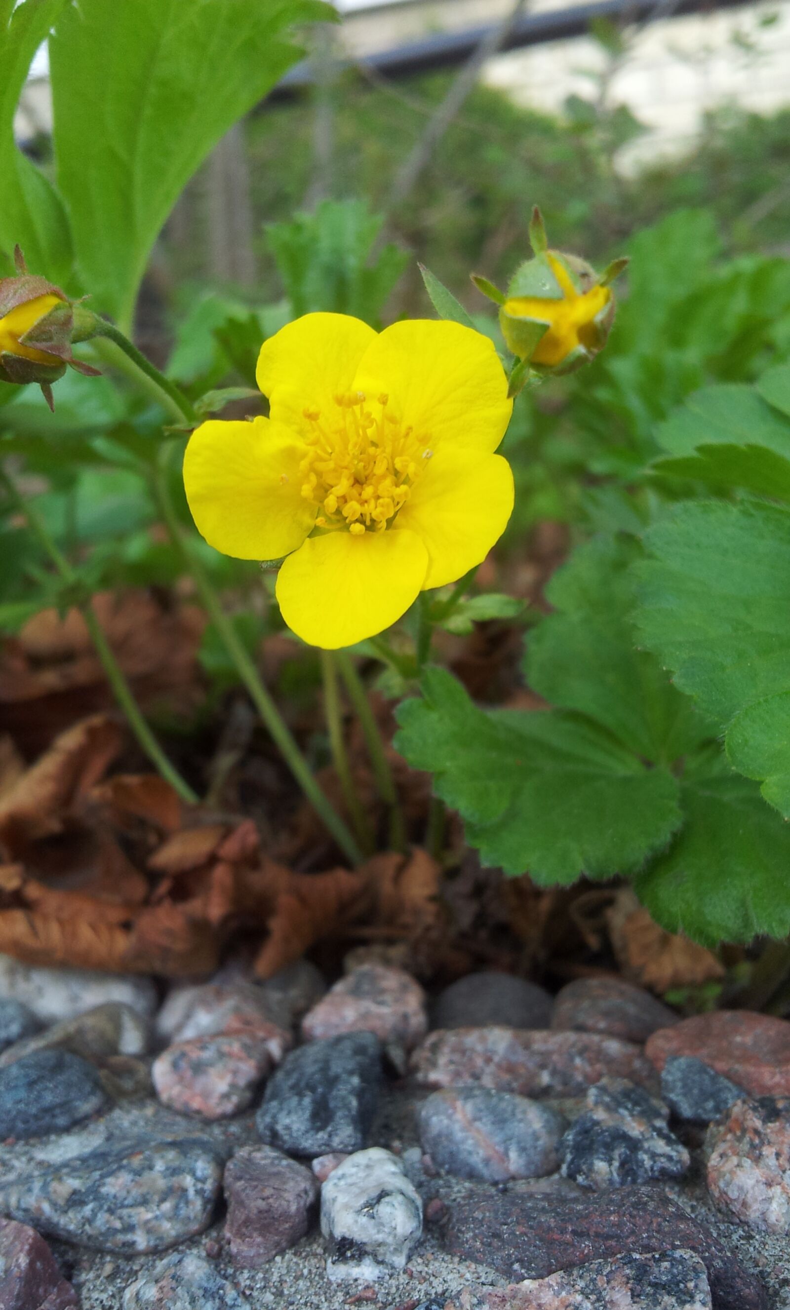 Samsung Galaxy S2 sample photo. Yellow, flower, yellow flower photography
