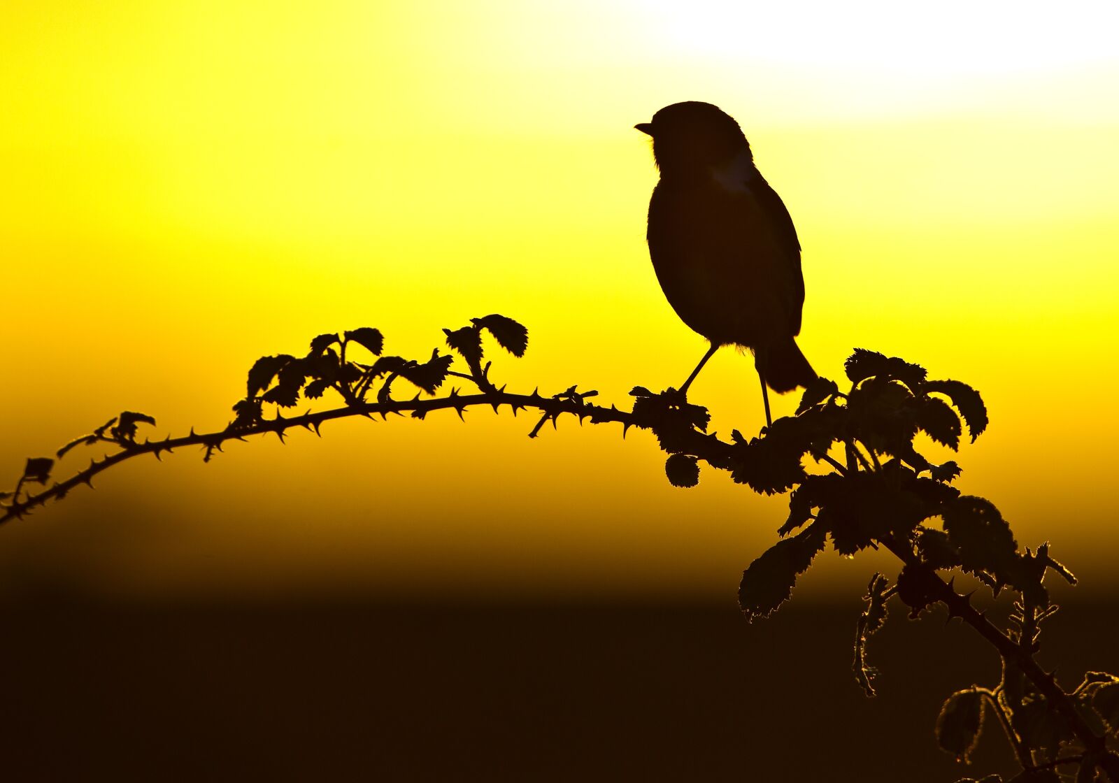 Canon EOS-1D Mark IV + Canon EF 500mm F4L IS USM sample photo. Sunset, bird, extremadure photography