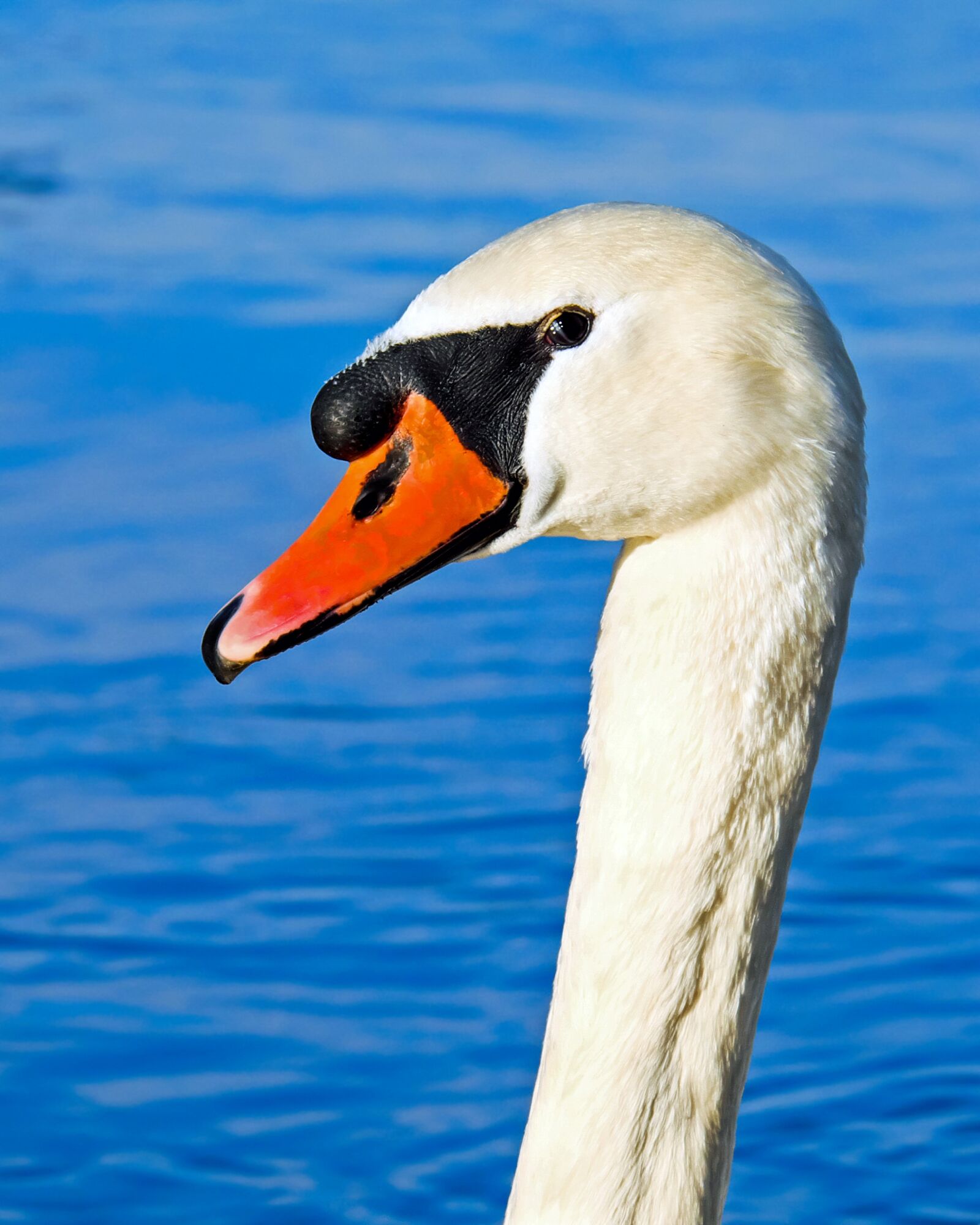Fujifilm XF 55-200mm F3.5-4.8 R LM OIS sample photo. Swan, proud to be photography