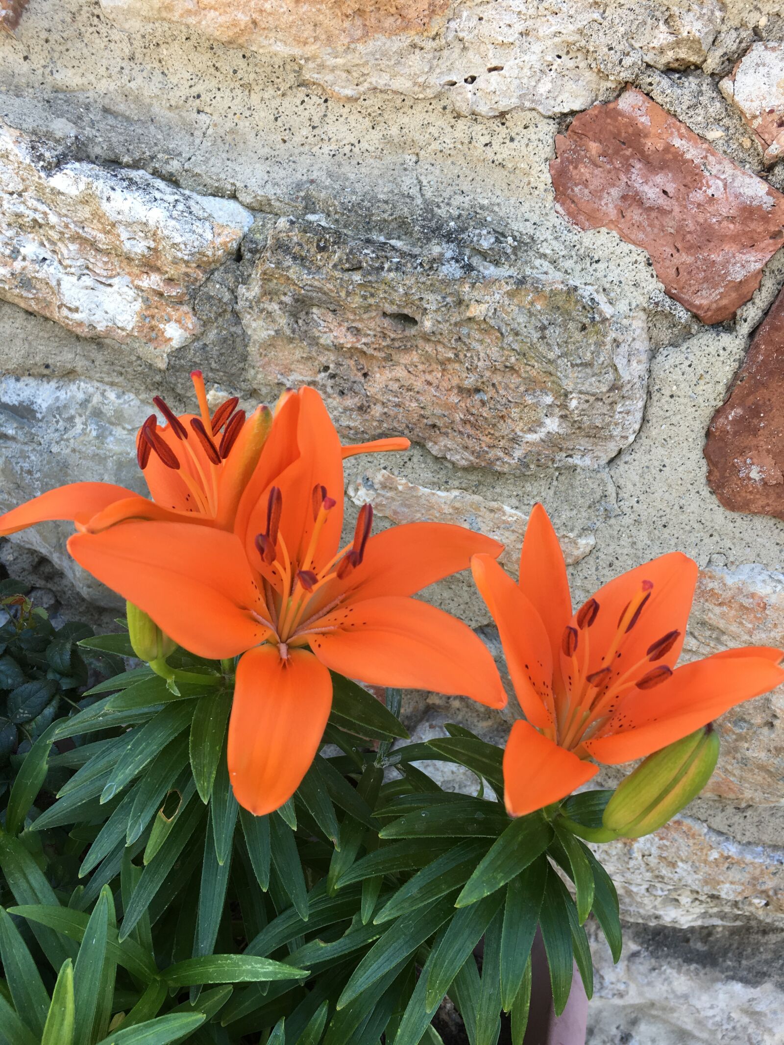 Apple iPhone 6s sample photo. Lily, feuerlilie, orange photography