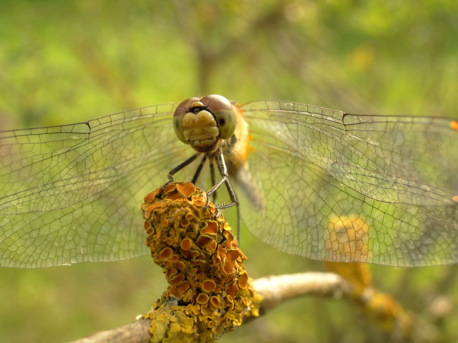 Sony Cyber-shot DSC-HX1 sample photo. Nature, animals, dragonflies r photography