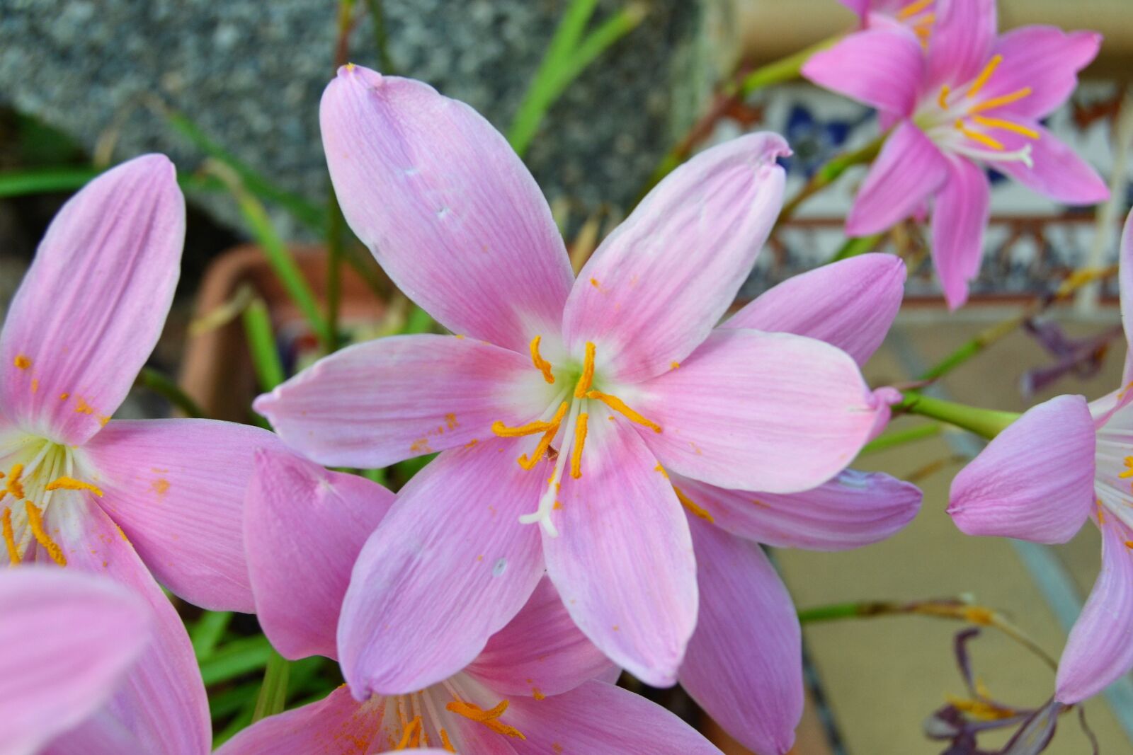 Nikon D3100 sample photo. Flower, wild saffron, crocus photography