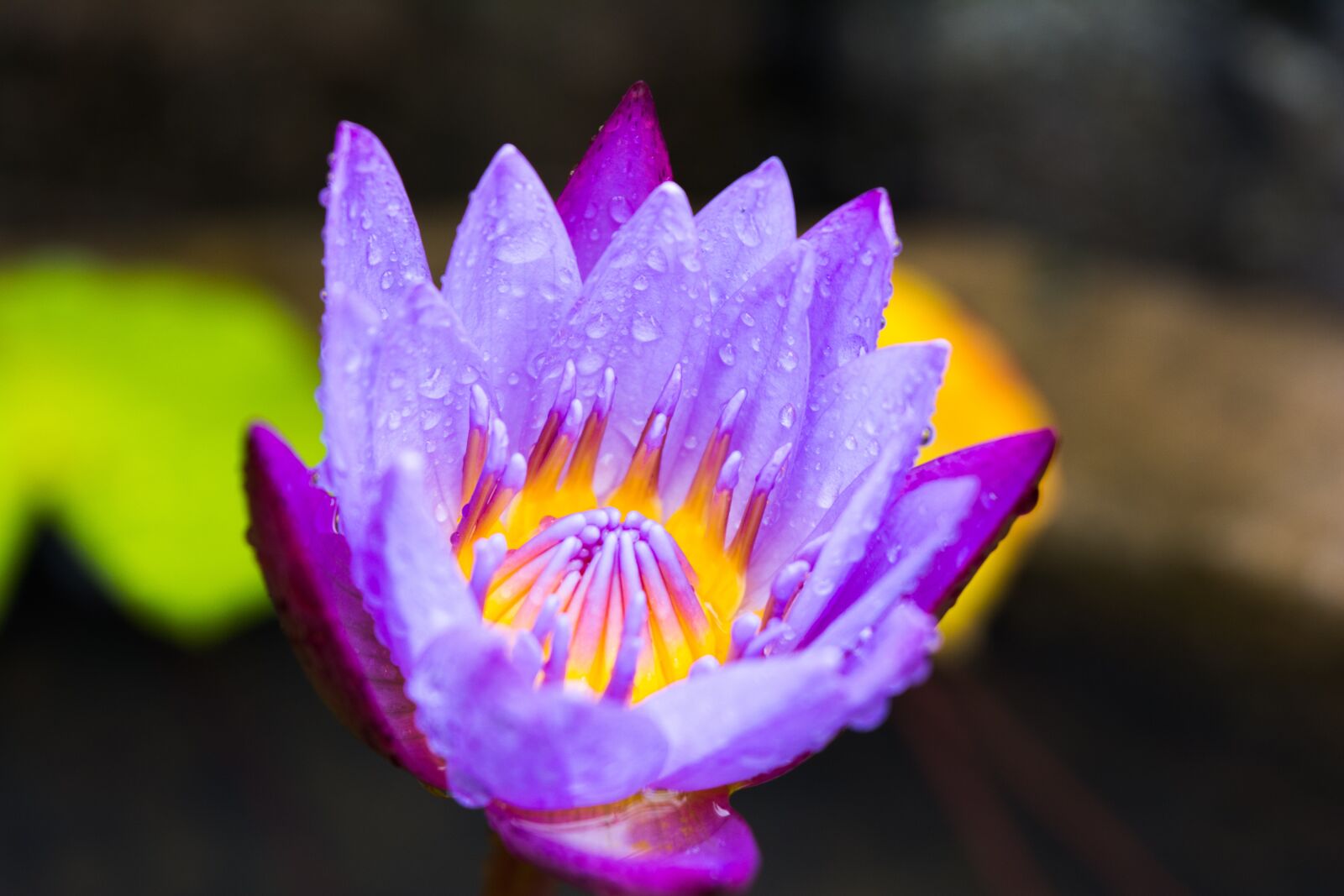 Nikon D5200 sample photo. Flower, lotus, natural photography