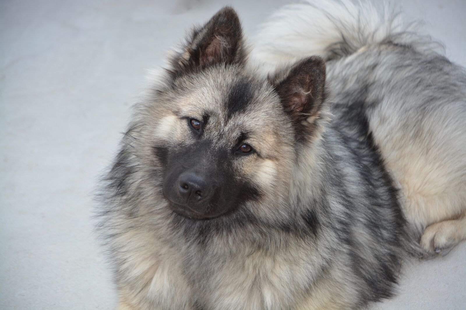 Nikon D5200 sample photo. Dog, dog eurasier, bitch photography