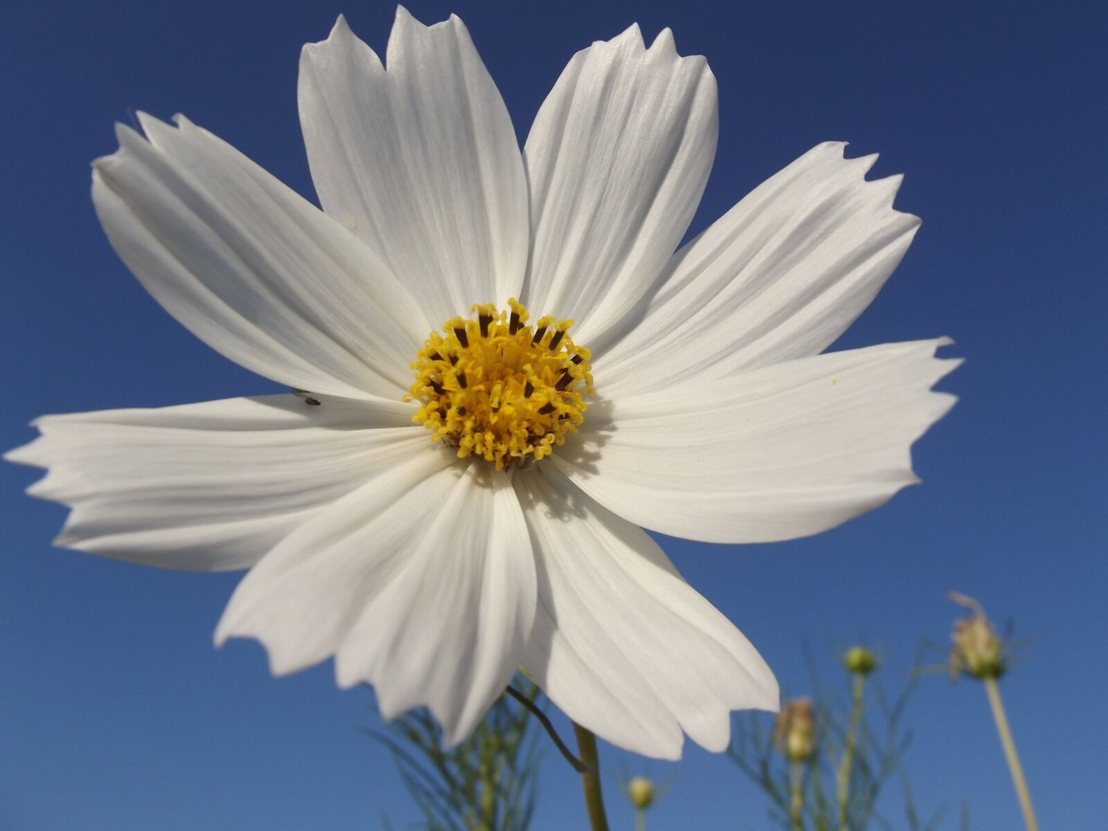 Fujifilm FinePix S2980 sample photo. Flower, cosmos, spring photography