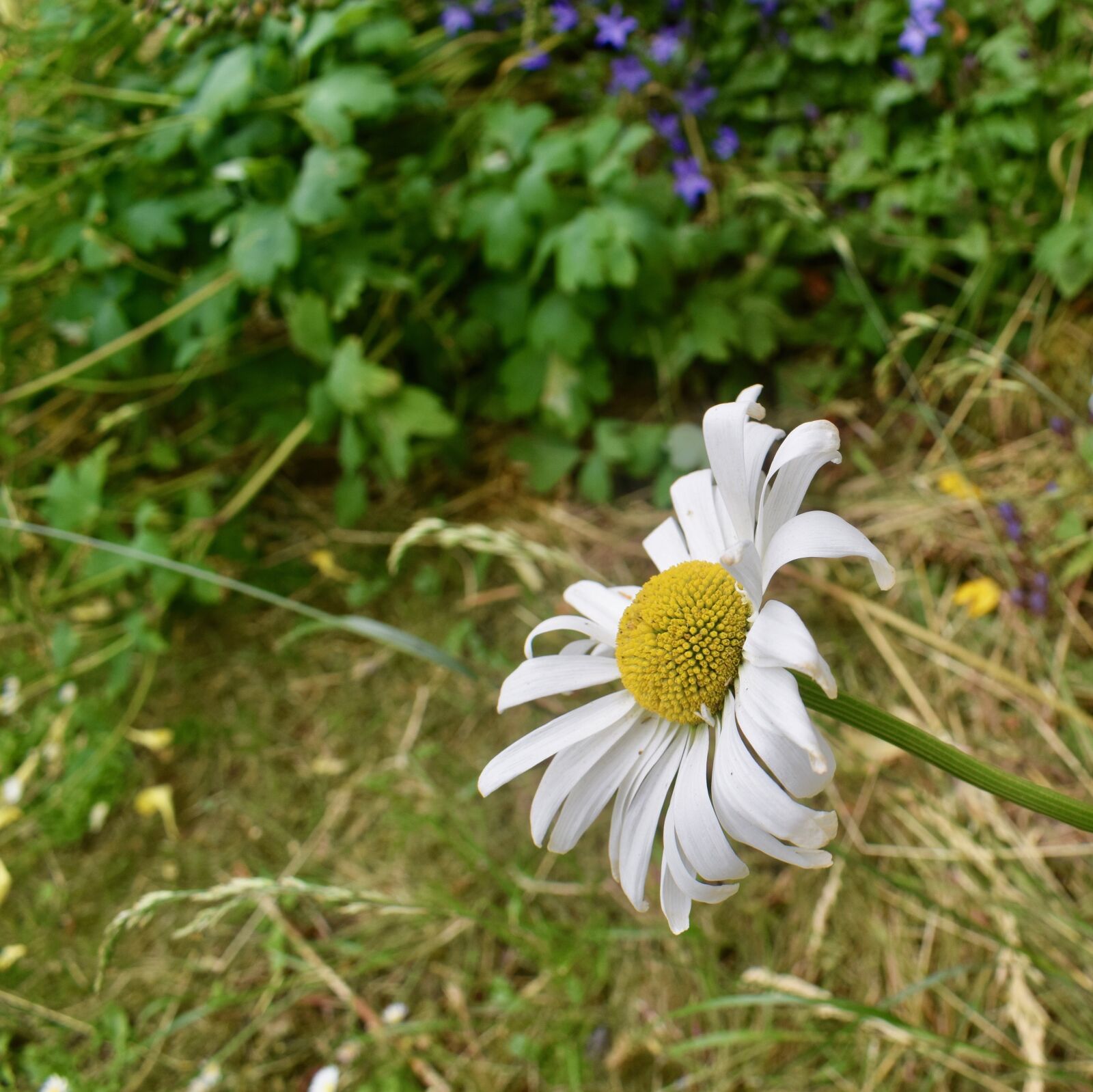 Nikon D3300 sample photo. Daisy, summer, white photography