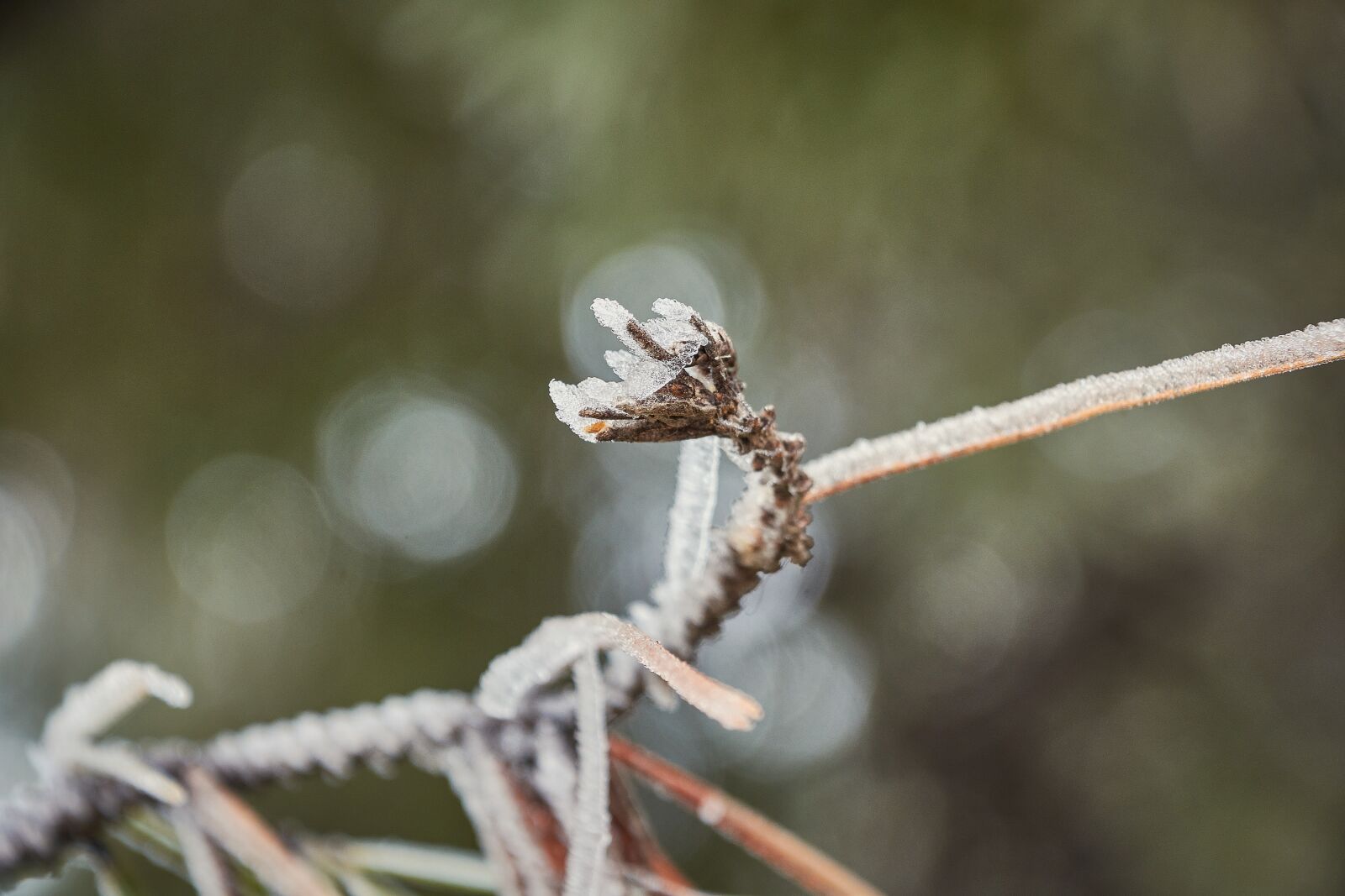 Nikon D7200 sample photo. Outbreaks, frozen, frost photography