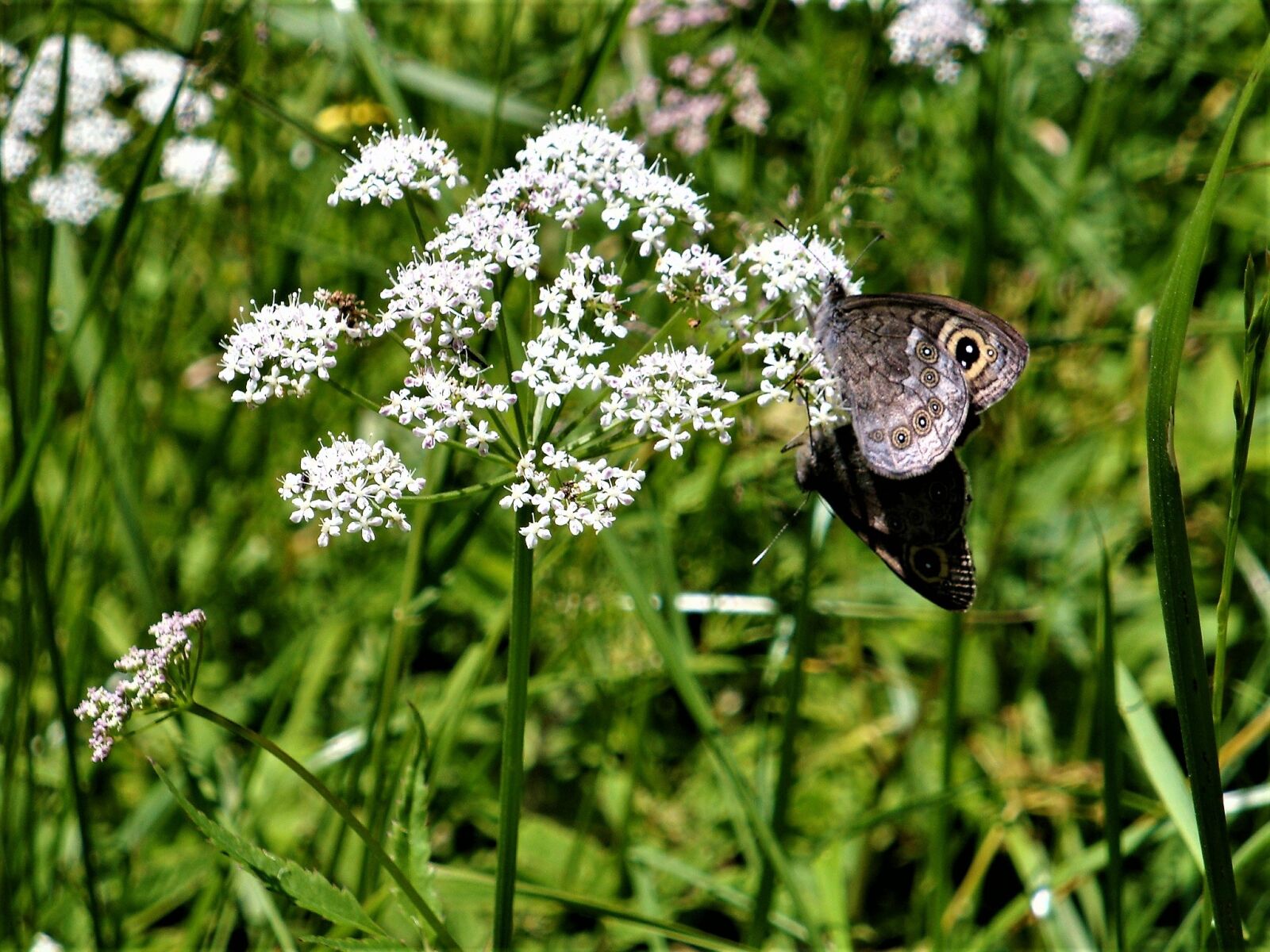 Sony Cyber-shot DSC-W170 sample photo. Butterfly, meadow, nature photography