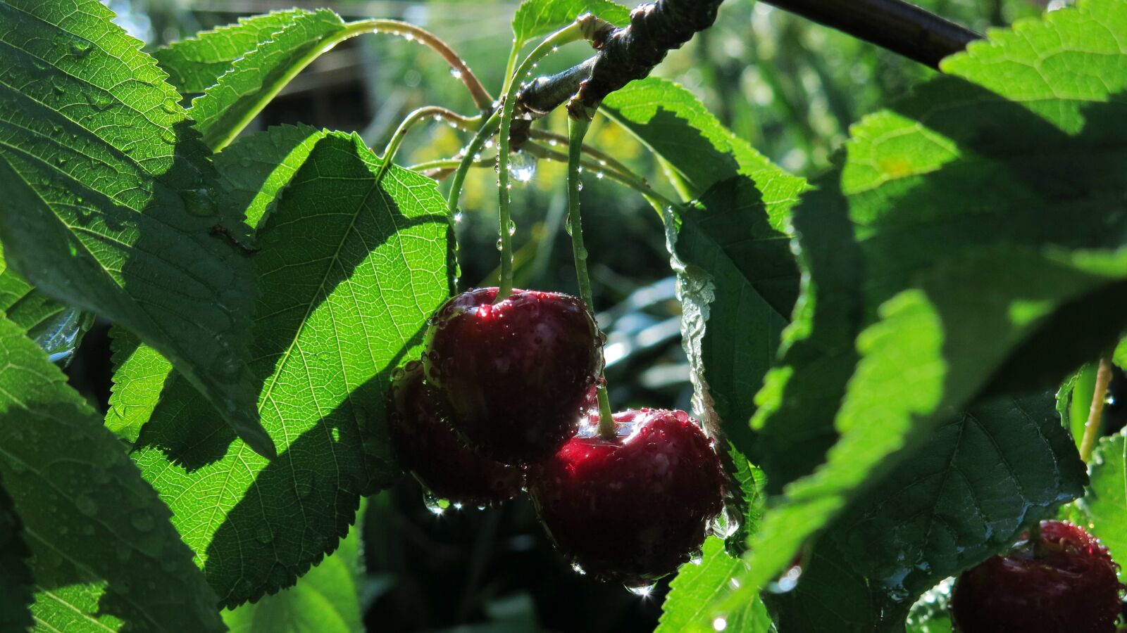 Canon PowerShot G15 sample photo. Sweet cherries, sweet cherry photography