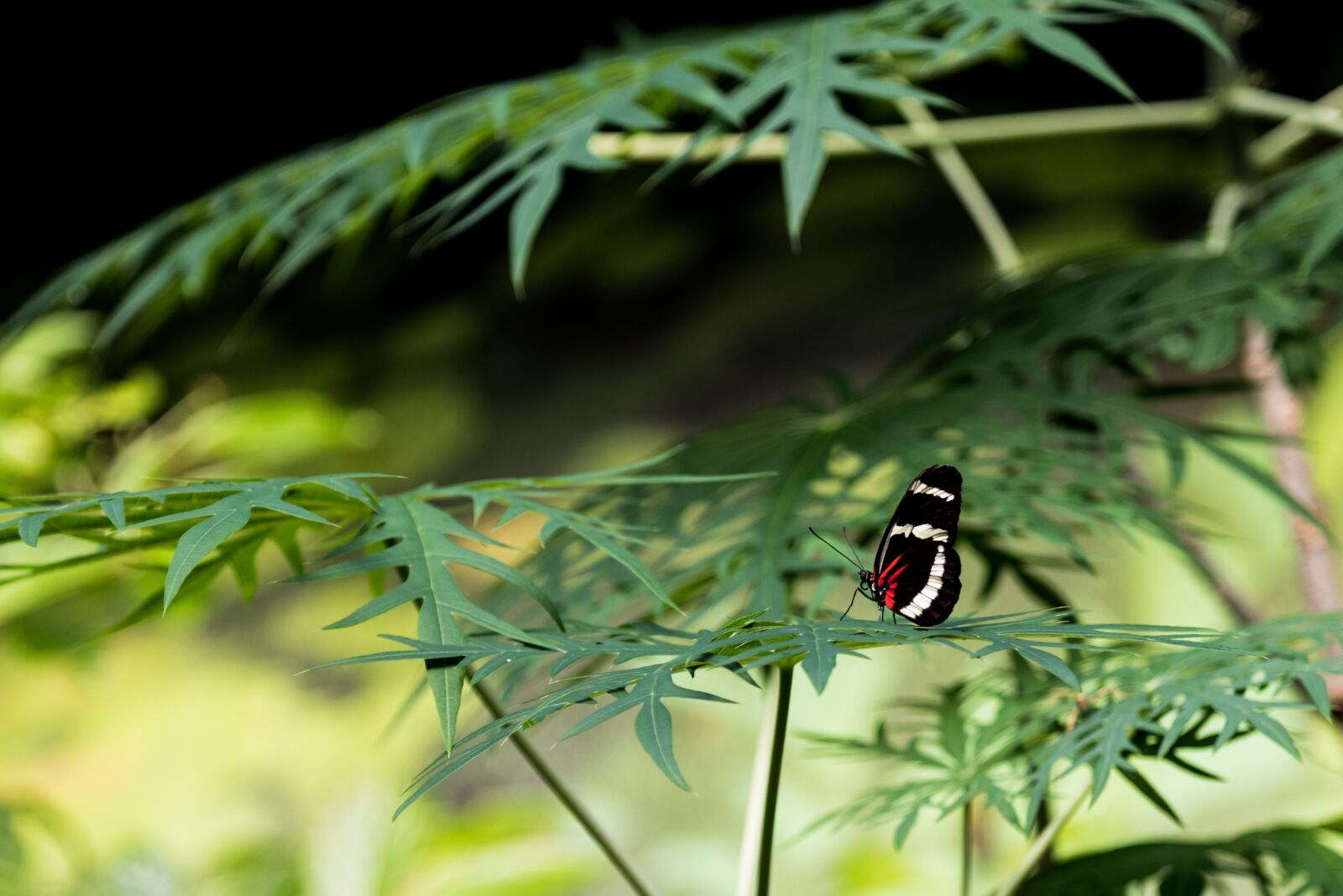 Nikon D750 sample photo. Butterfly, standing, plant photography