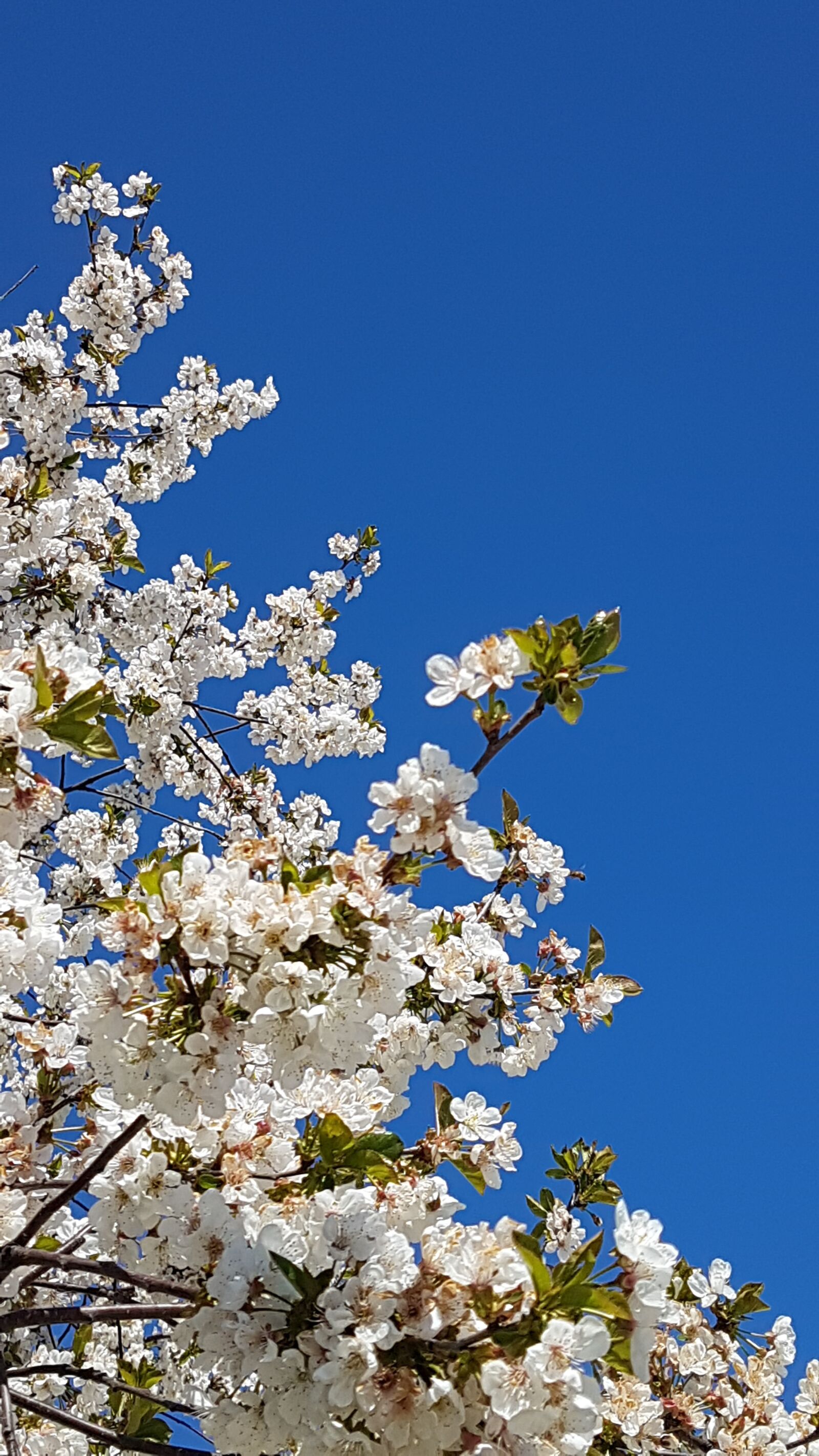 Samsung Galaxy S7 Edge sample photo. Spring, krasnodarskiy kray, cherry photography