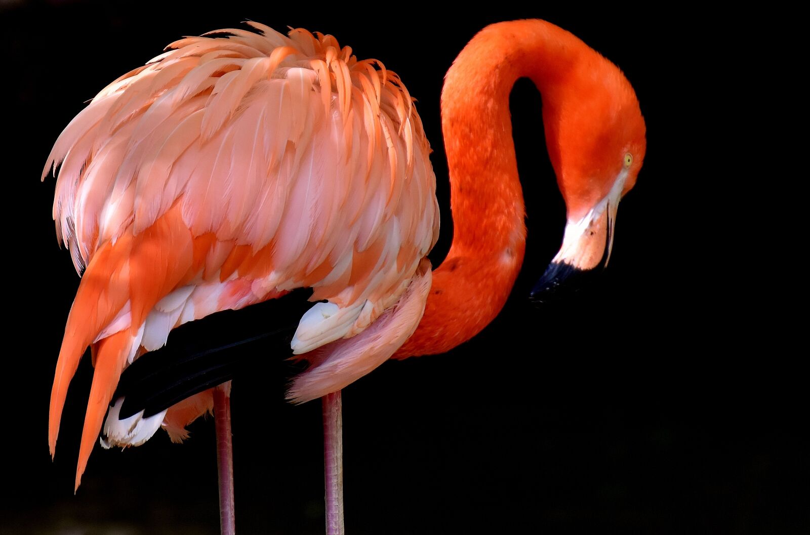 Nikon D7200 sample photo. Flamingo, bird, colorful photography