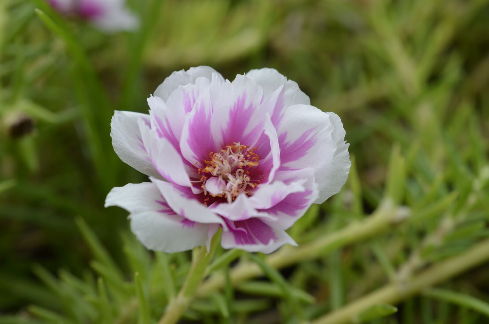 Nikon D7000 sample photo. Flowers, beautiful flower, small photography