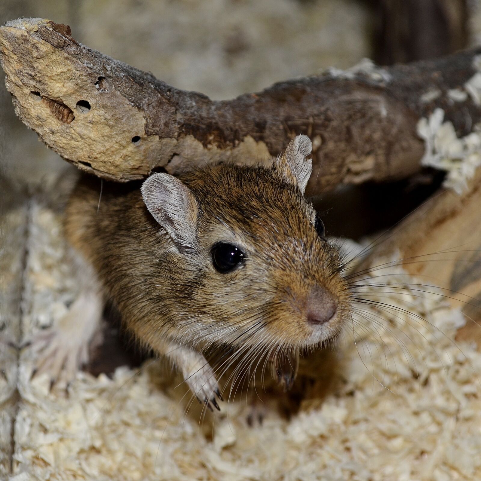 Nikon D3100 sample photo. Gerbil, animal, mouse photography