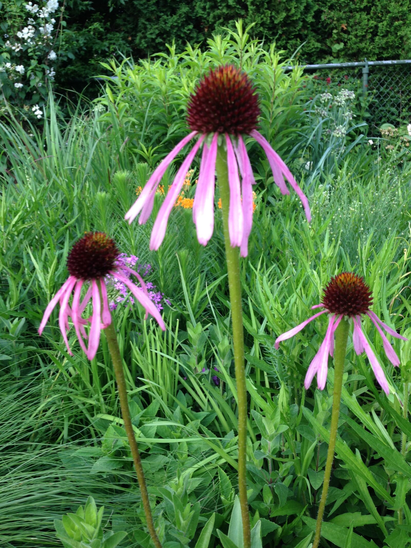 iPhone 5 back camera 4.12mm f/2.4 sample photo. Echinacea, pallida, pale, pink photography