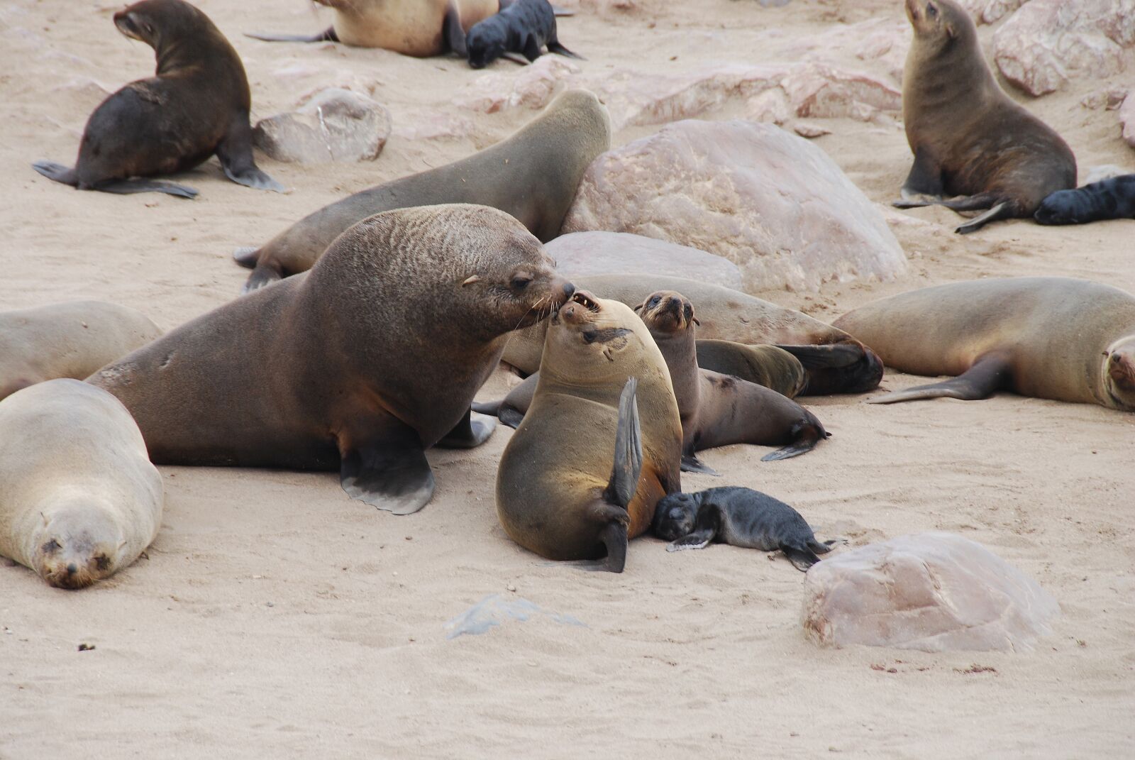 Nikon D80 sample photo. Sea lions, animals, water photography