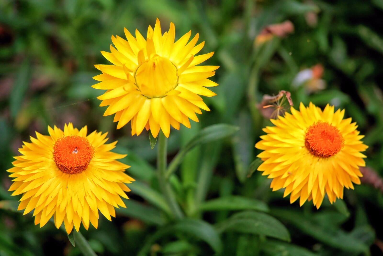 Canon EF-S 55-250mm F4-5.6 IS STM sample photo. Straw flowers, flowers, yellow photography