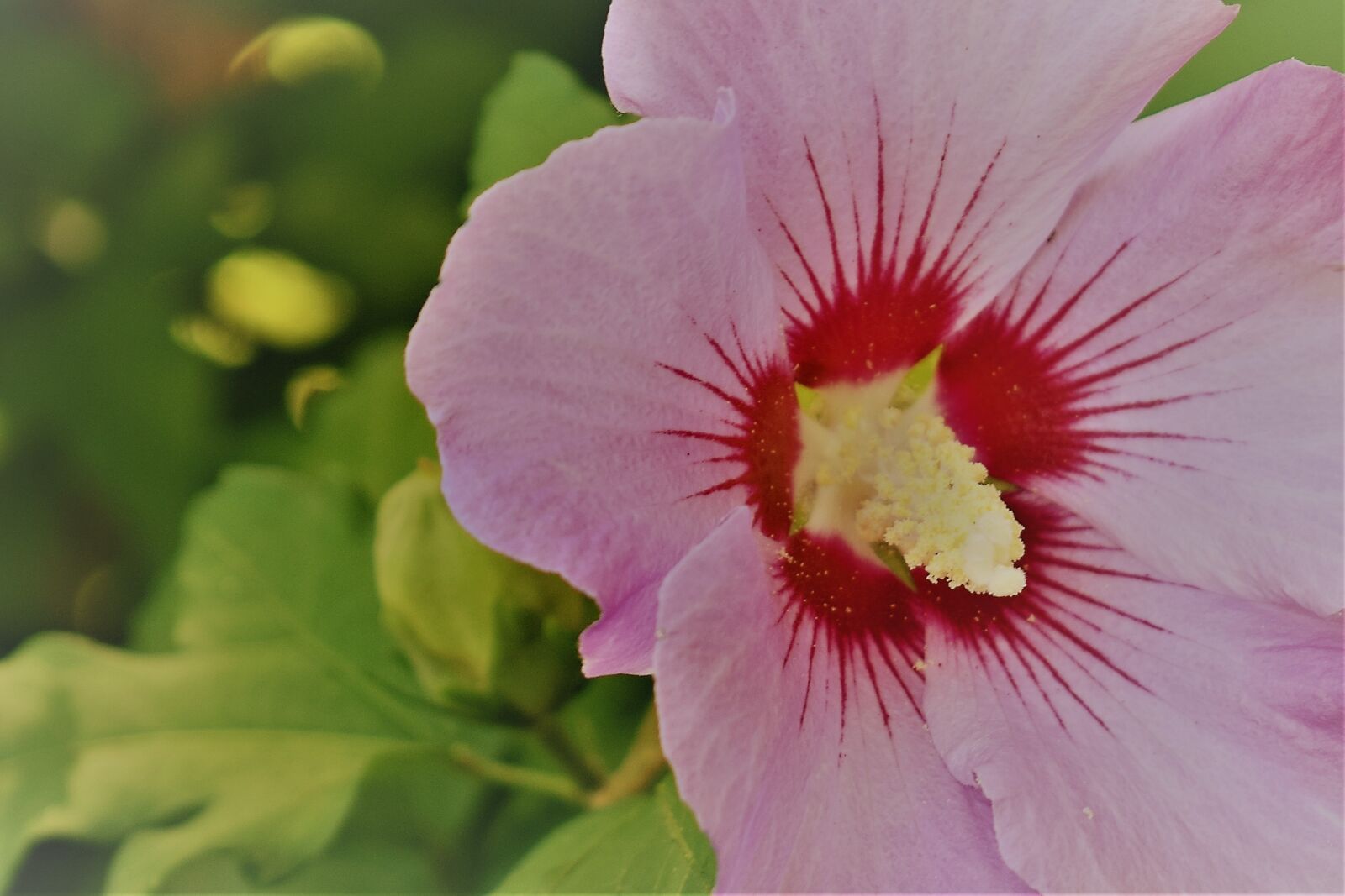Nikon D3300 sample photo. Plant, flower, nature photography
